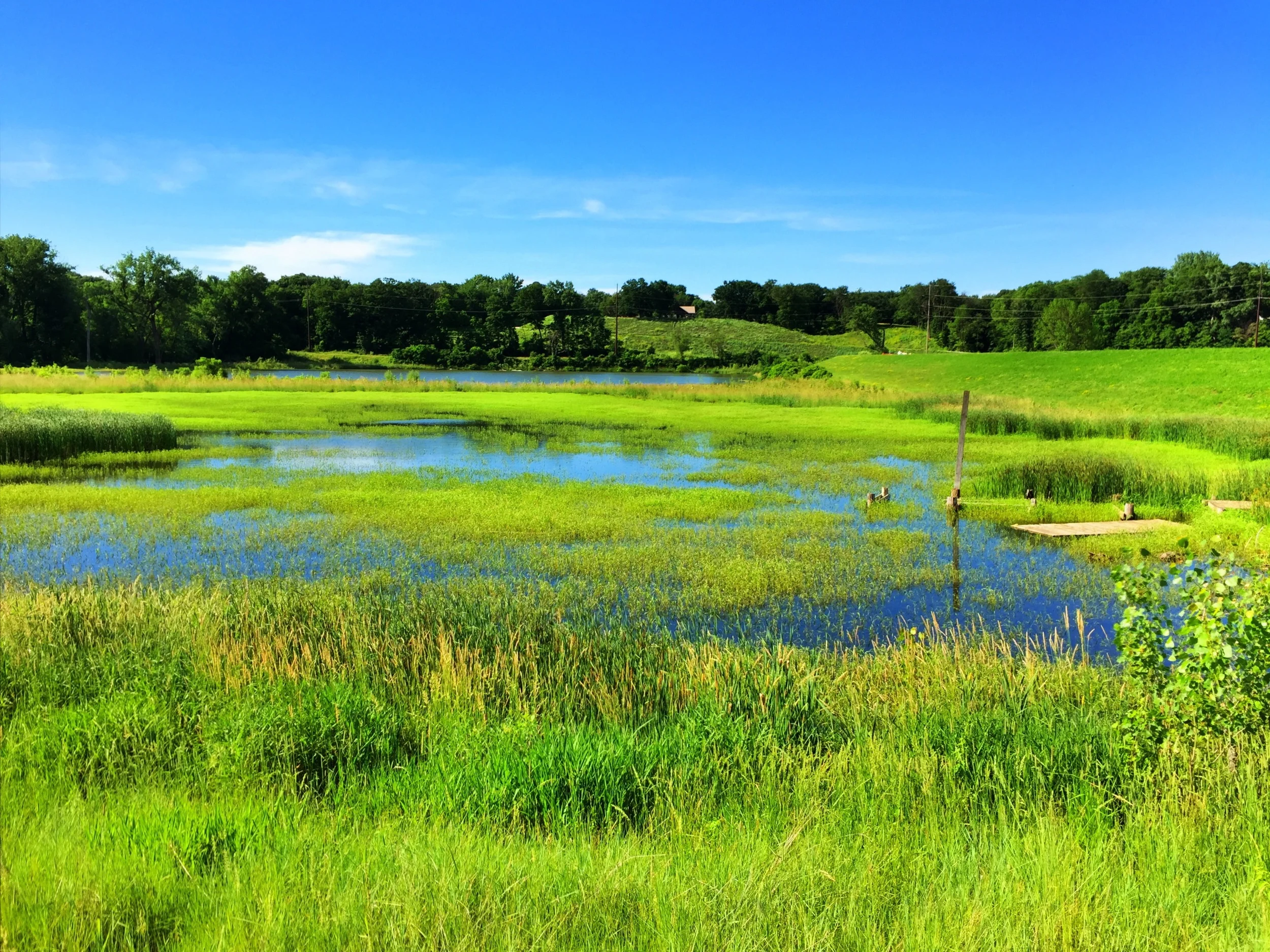 Riverview lagoon is a wetland again