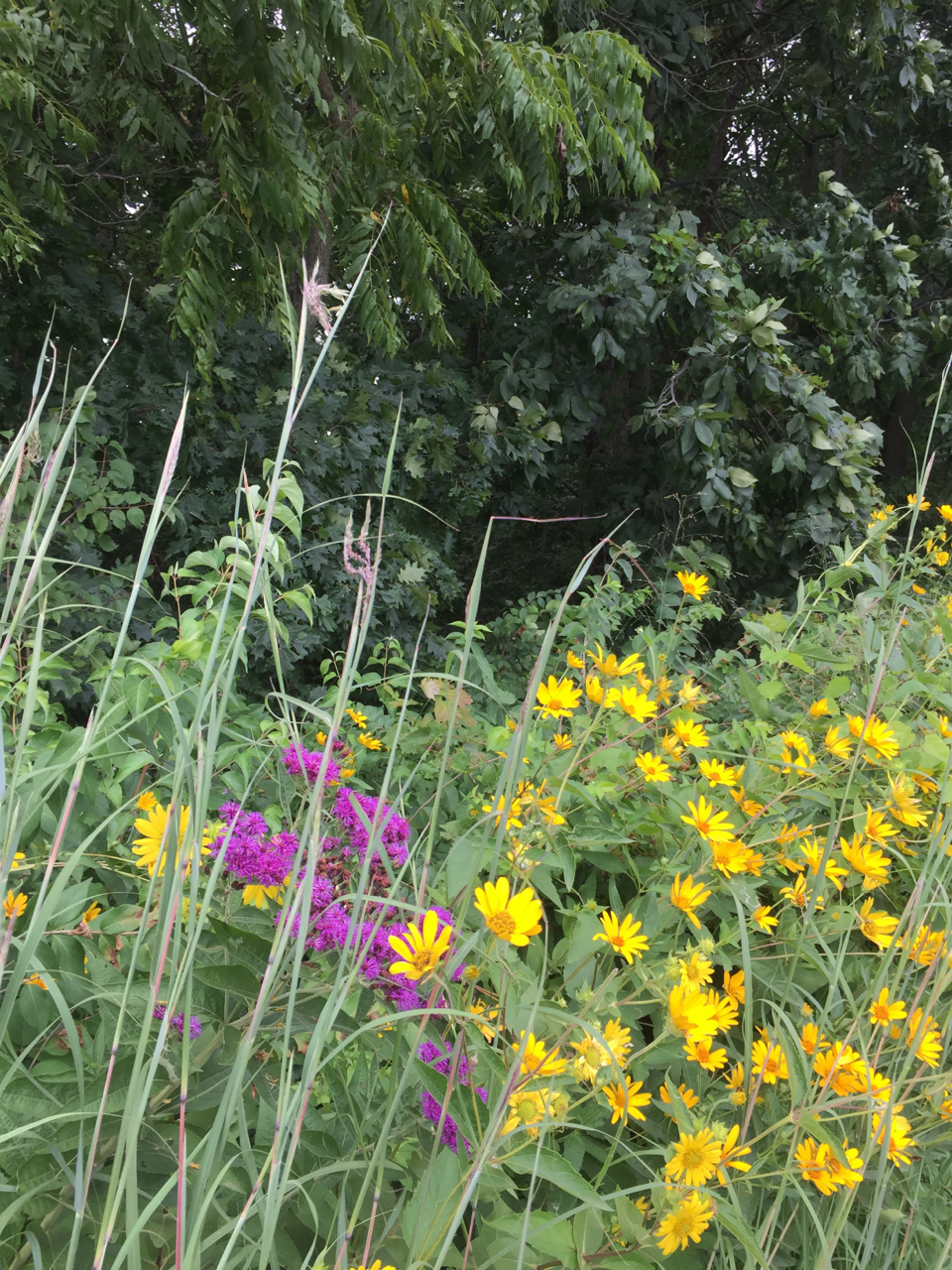 Big Bluestem, asters, and prairie sunflowers compete for sunlight (and admiration) along the shaded slope.