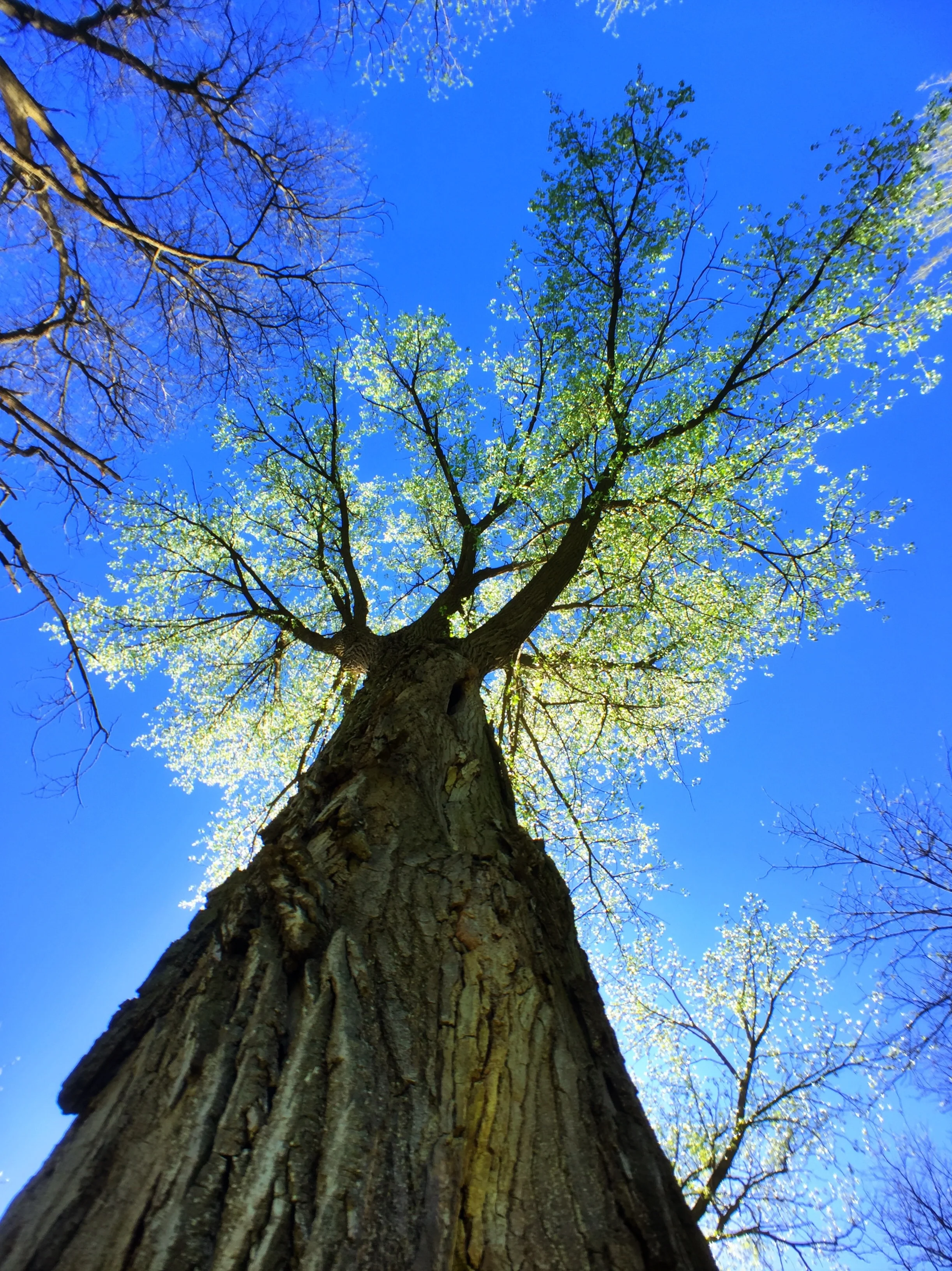The cottonwood shimmer