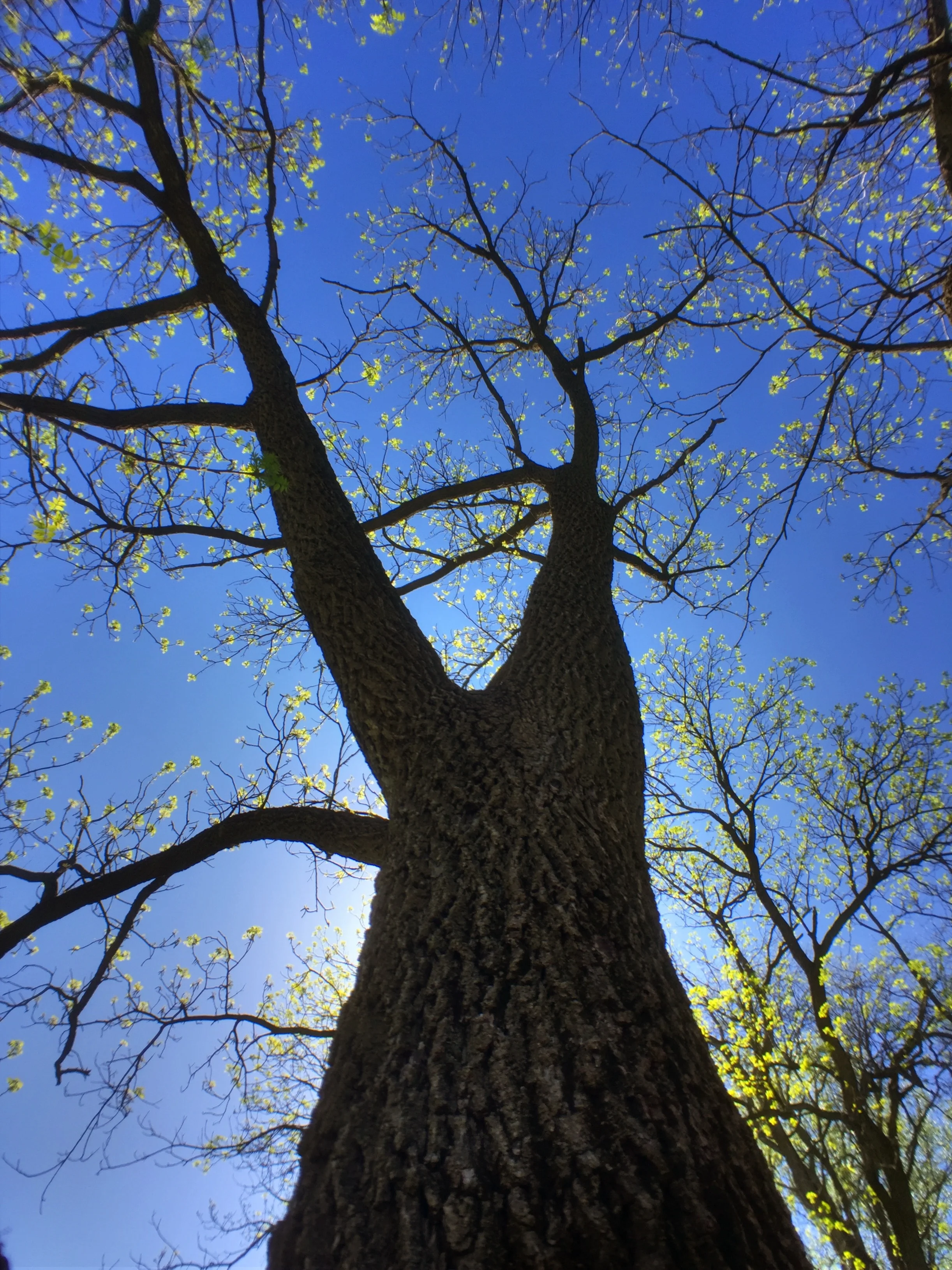 This looks to me like a walnut