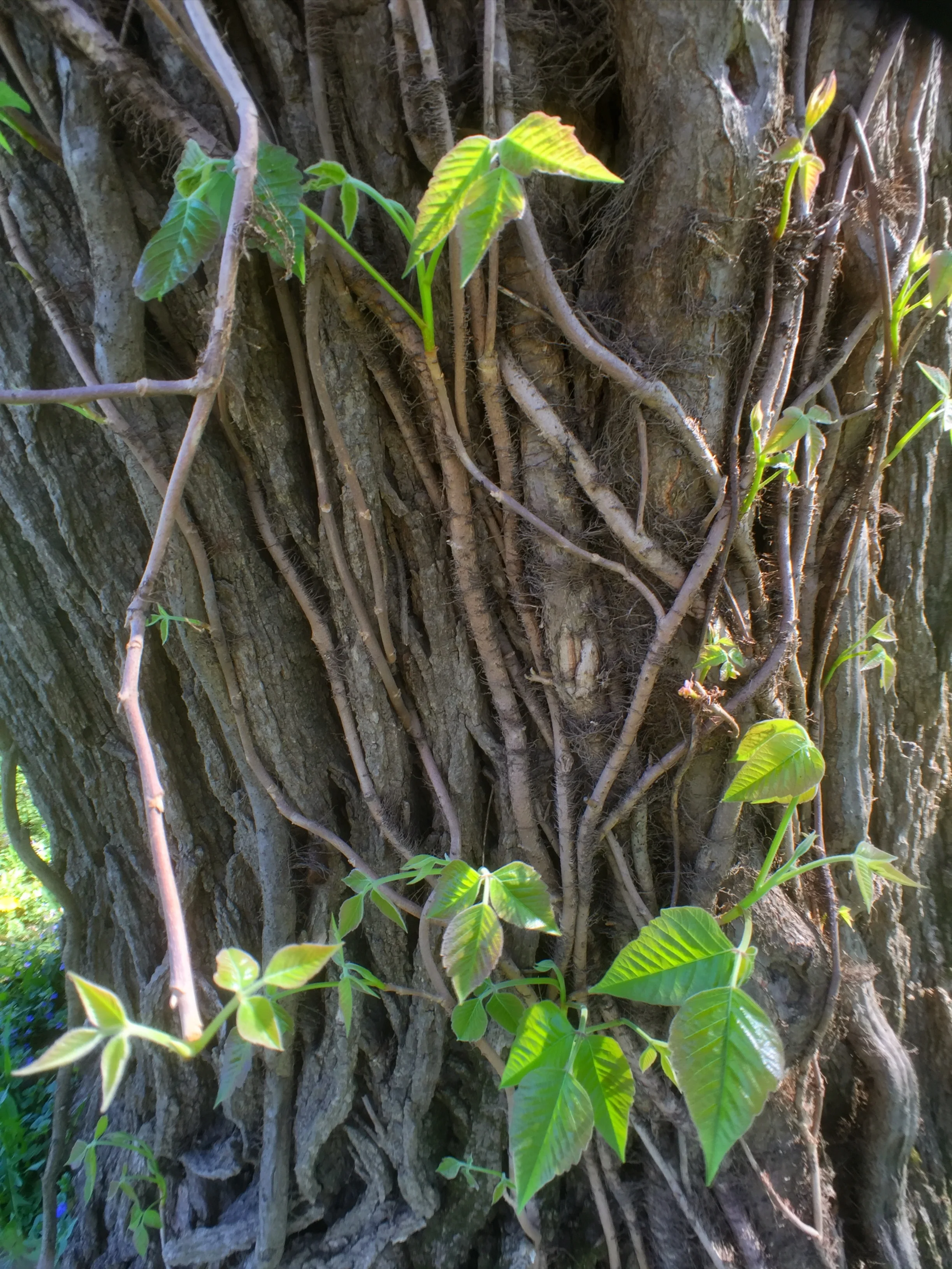 Look... but don't touch! Toxicodendran radicans