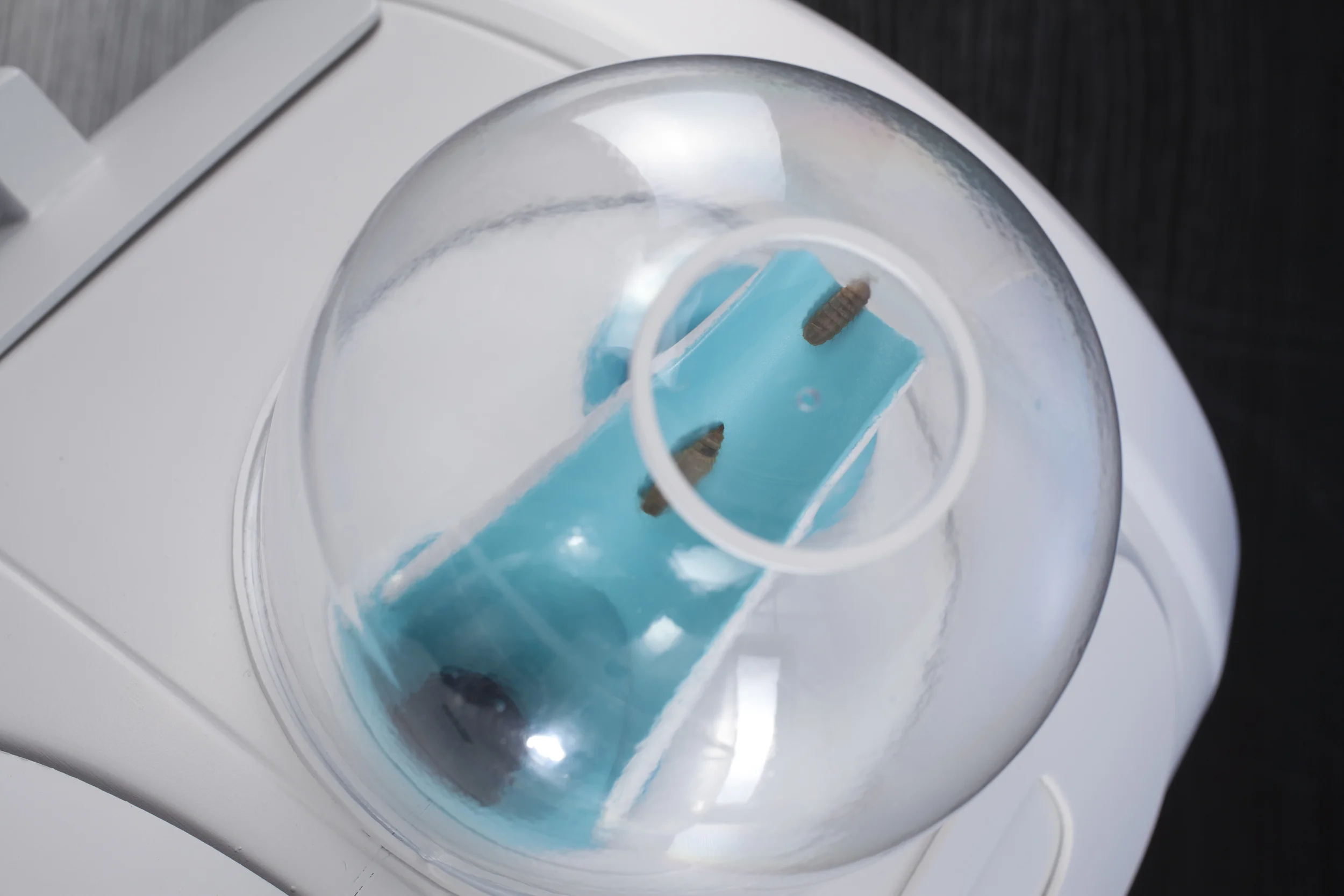  2. After feeding on kitchen scraps for around 2 weeks, premature larvae self- harvest in crawling up a ramp.