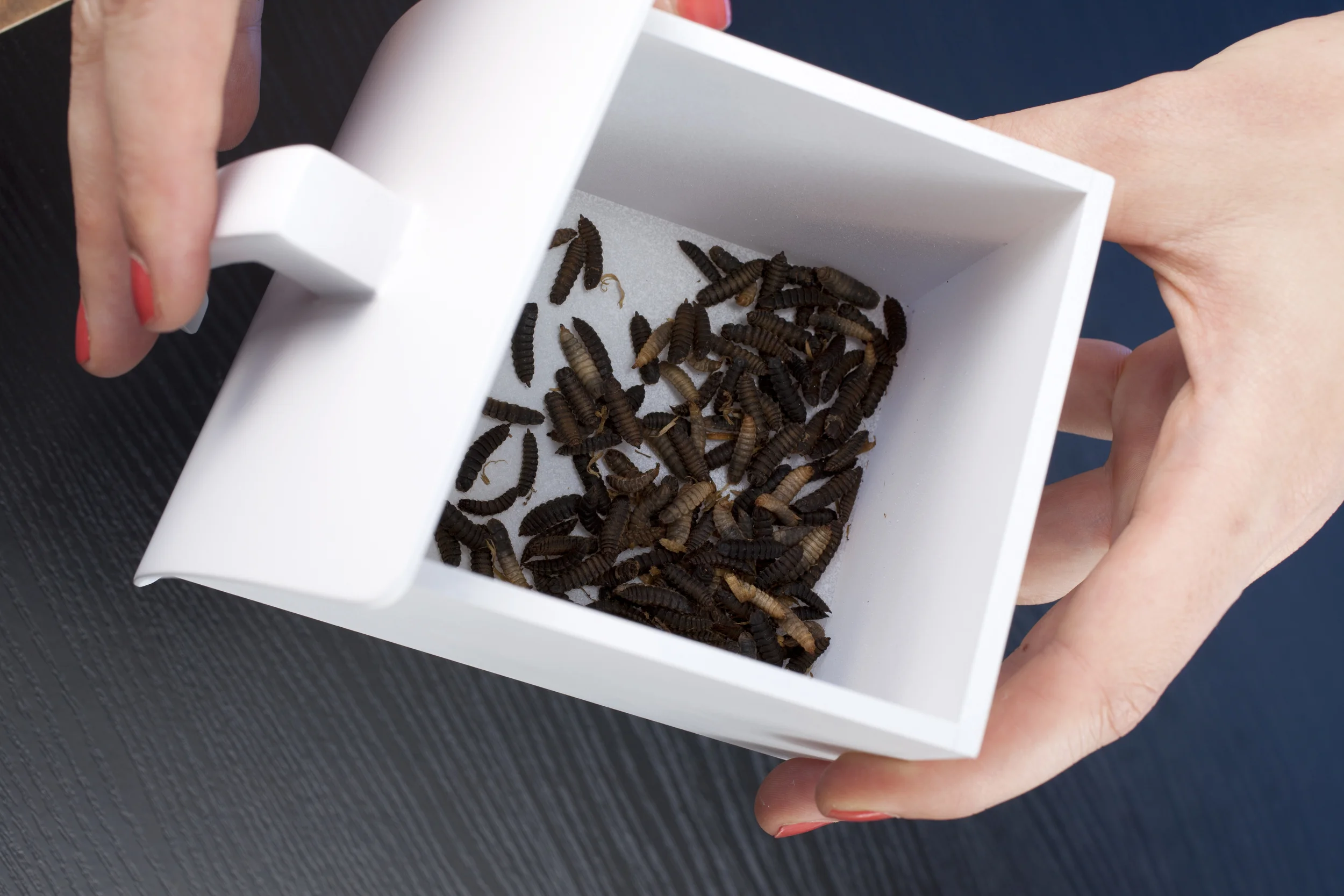 3. Harvest drawer with harvested larvae. The volume is configured to breed about 500g of harvest per week.This makes about 2 meals.