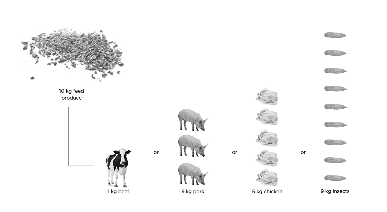 Feed efficiency.