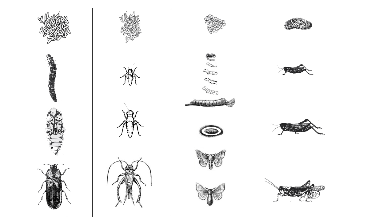 Choosing an insect with best qualities to breed.