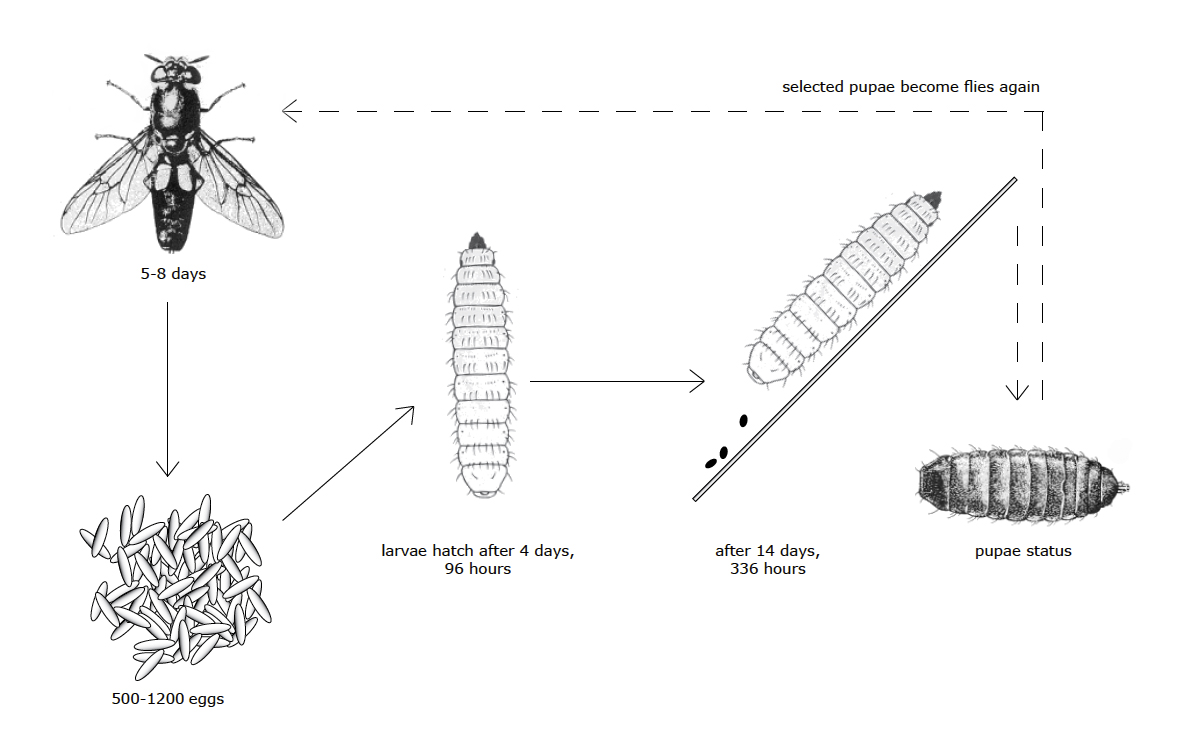 432 hours from egg to harvested larvae. The fly lives for a few day in which it solely drinks, the larva self harvests and falls clean into a harvest drawer.