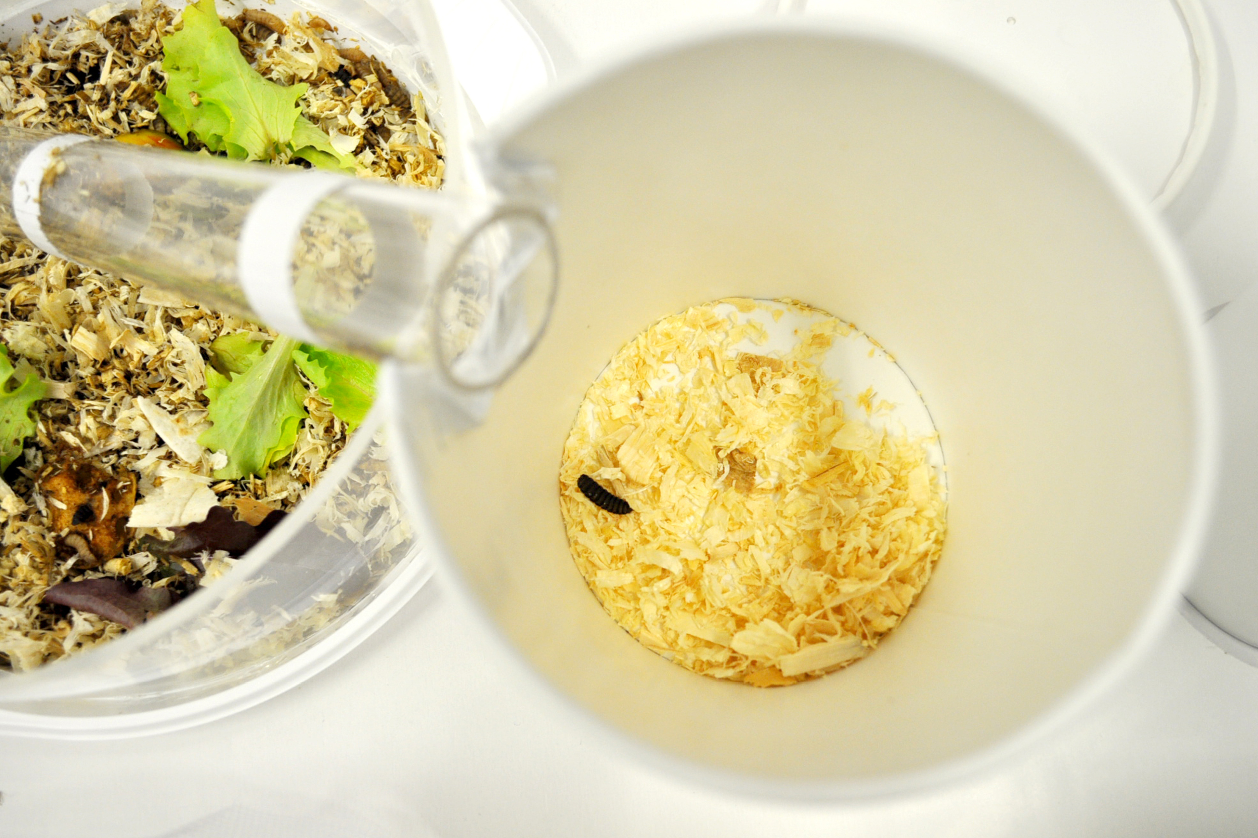 Starting the breeding process ...