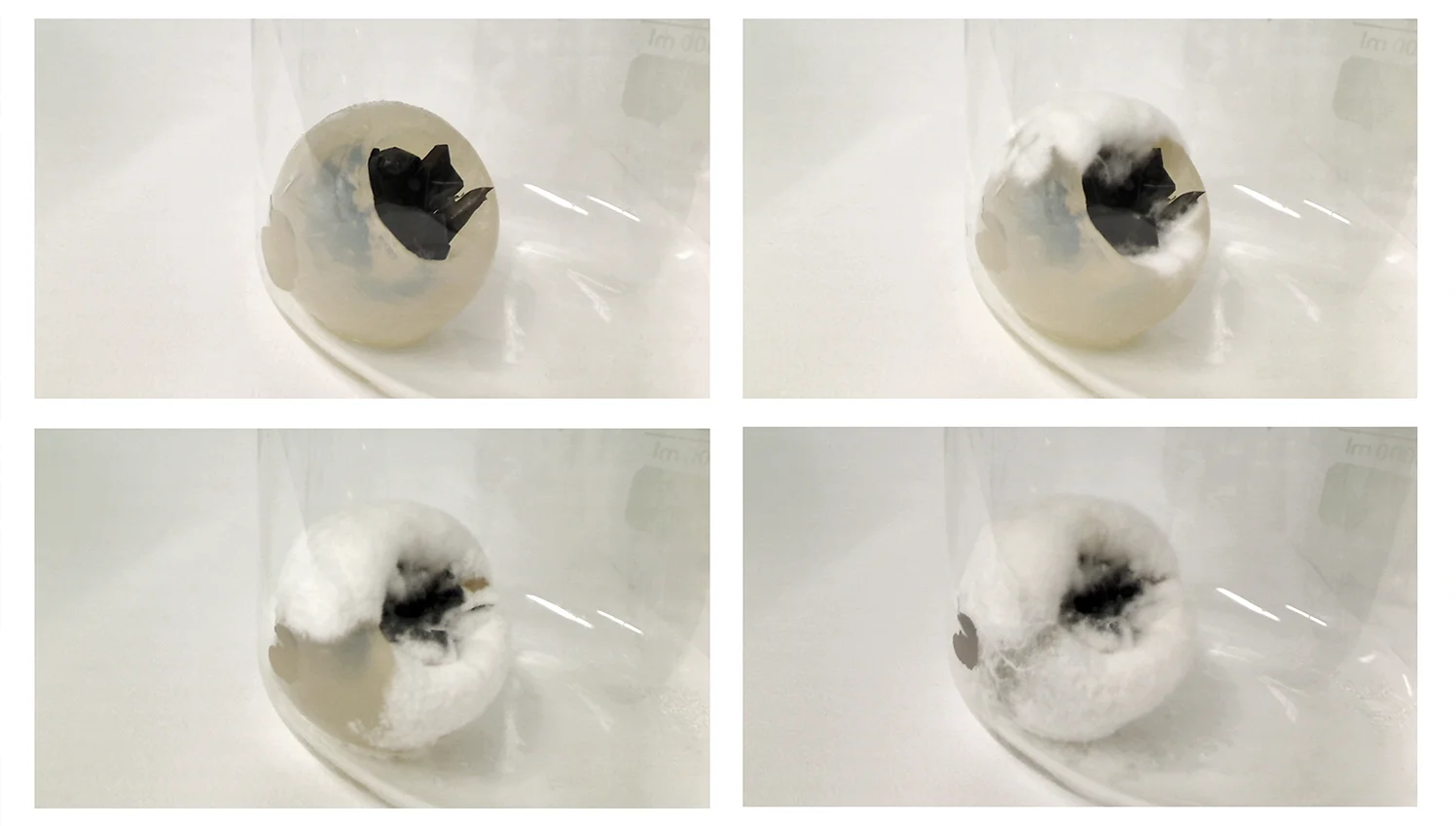 Agar "FU" experiments in the laboratory