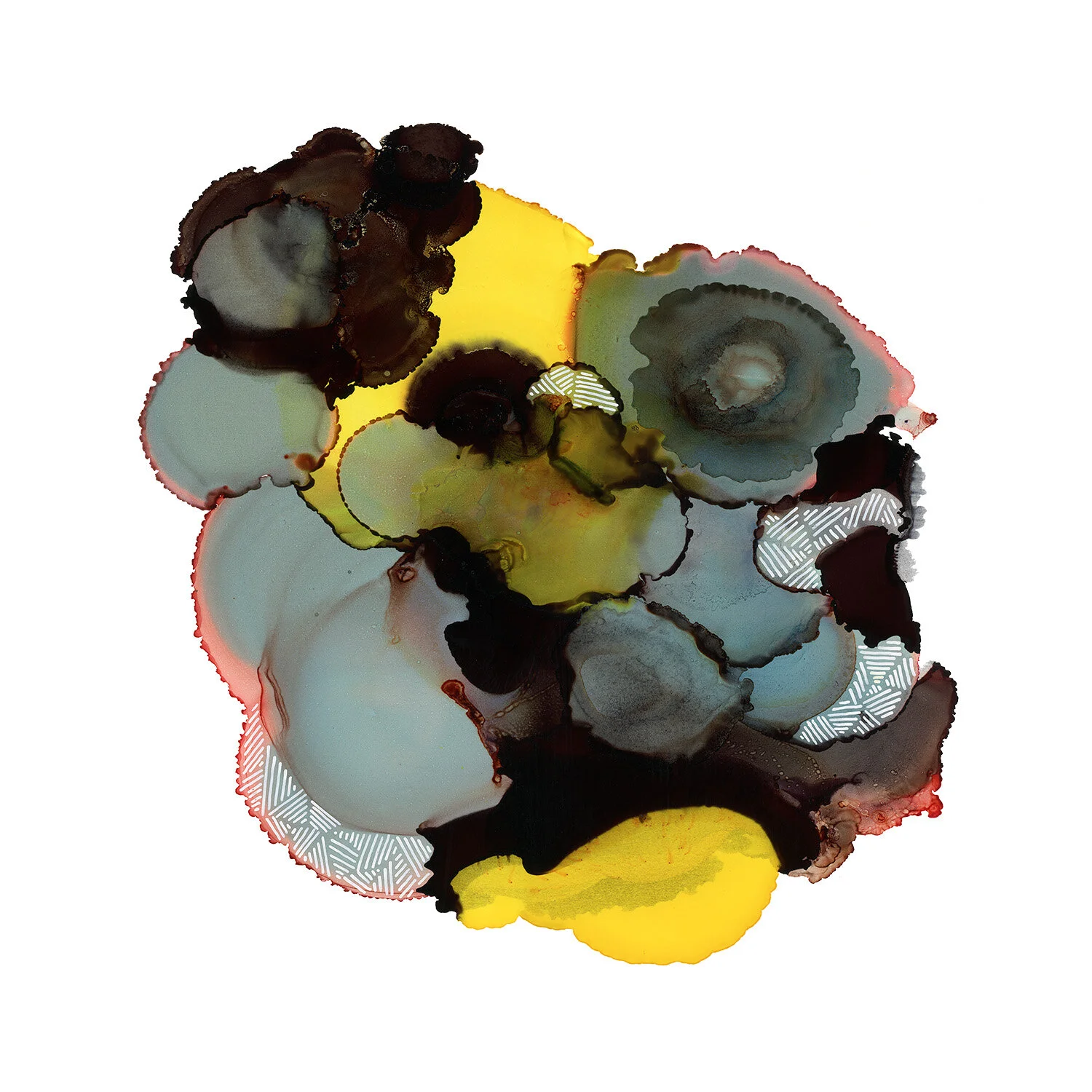 heliopora2_1500x1500.jpg
