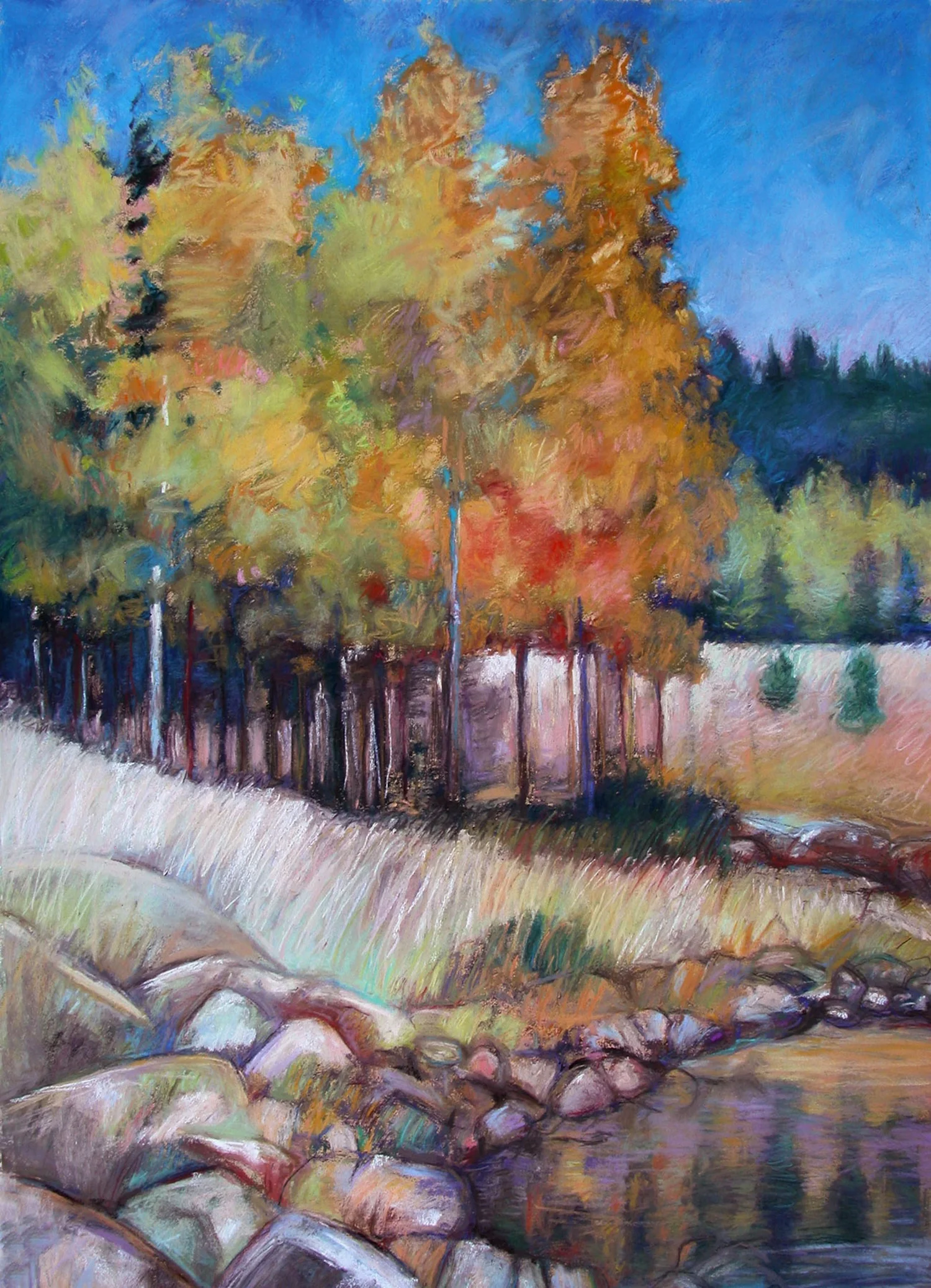 Arizona Aspen