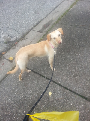 susi-dog.jpg