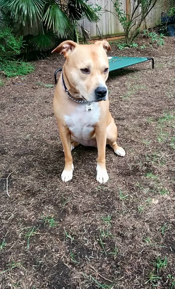 shiba.jpg