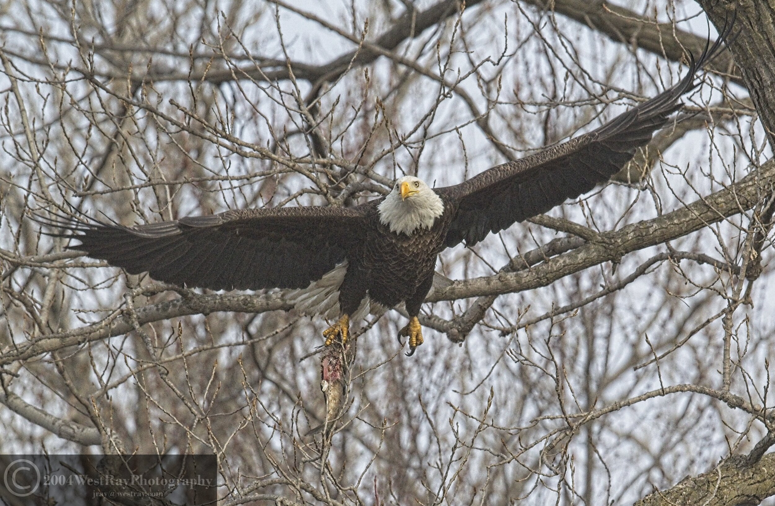 Bald Eagle with Fish