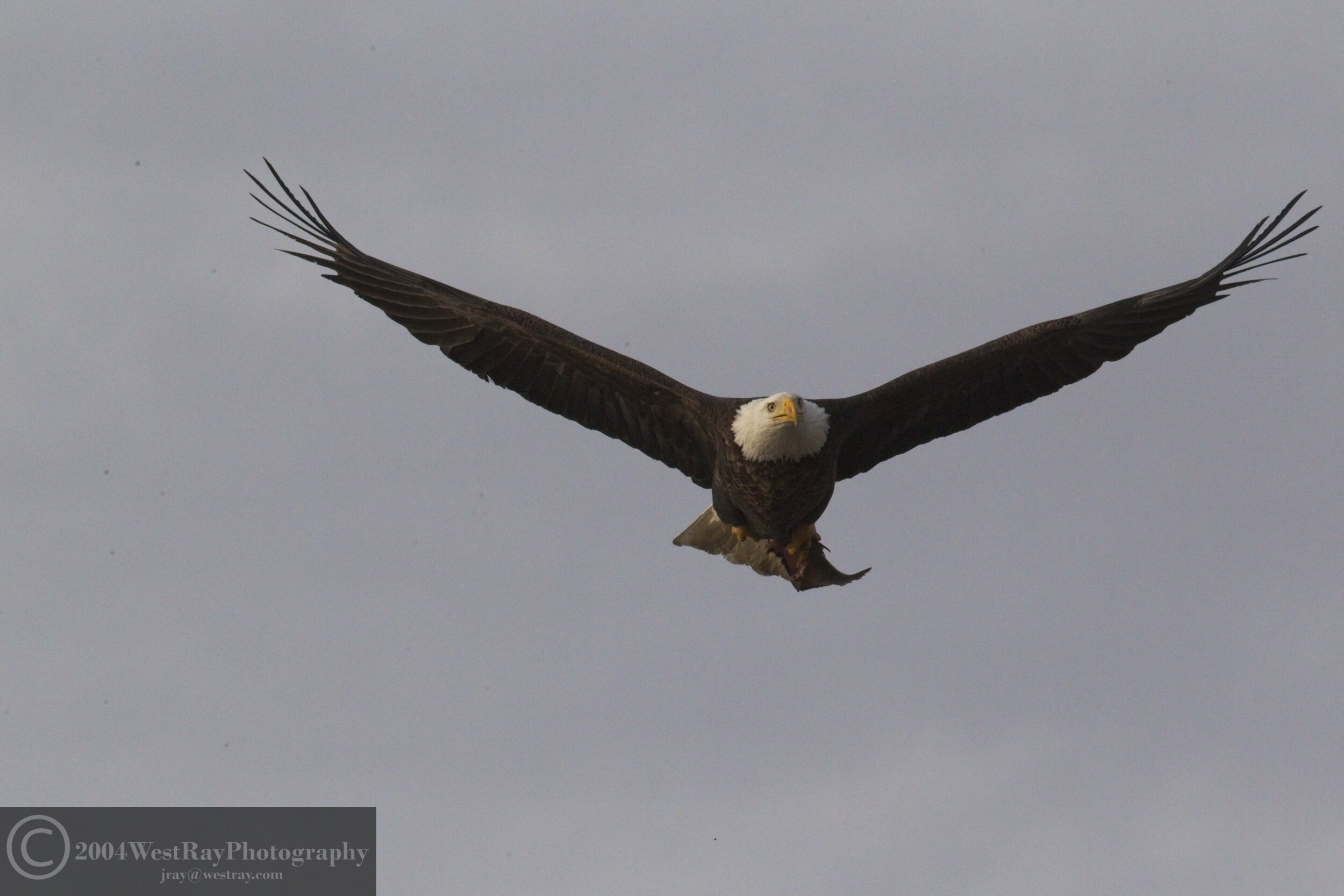 Majestic Eagle in Flight