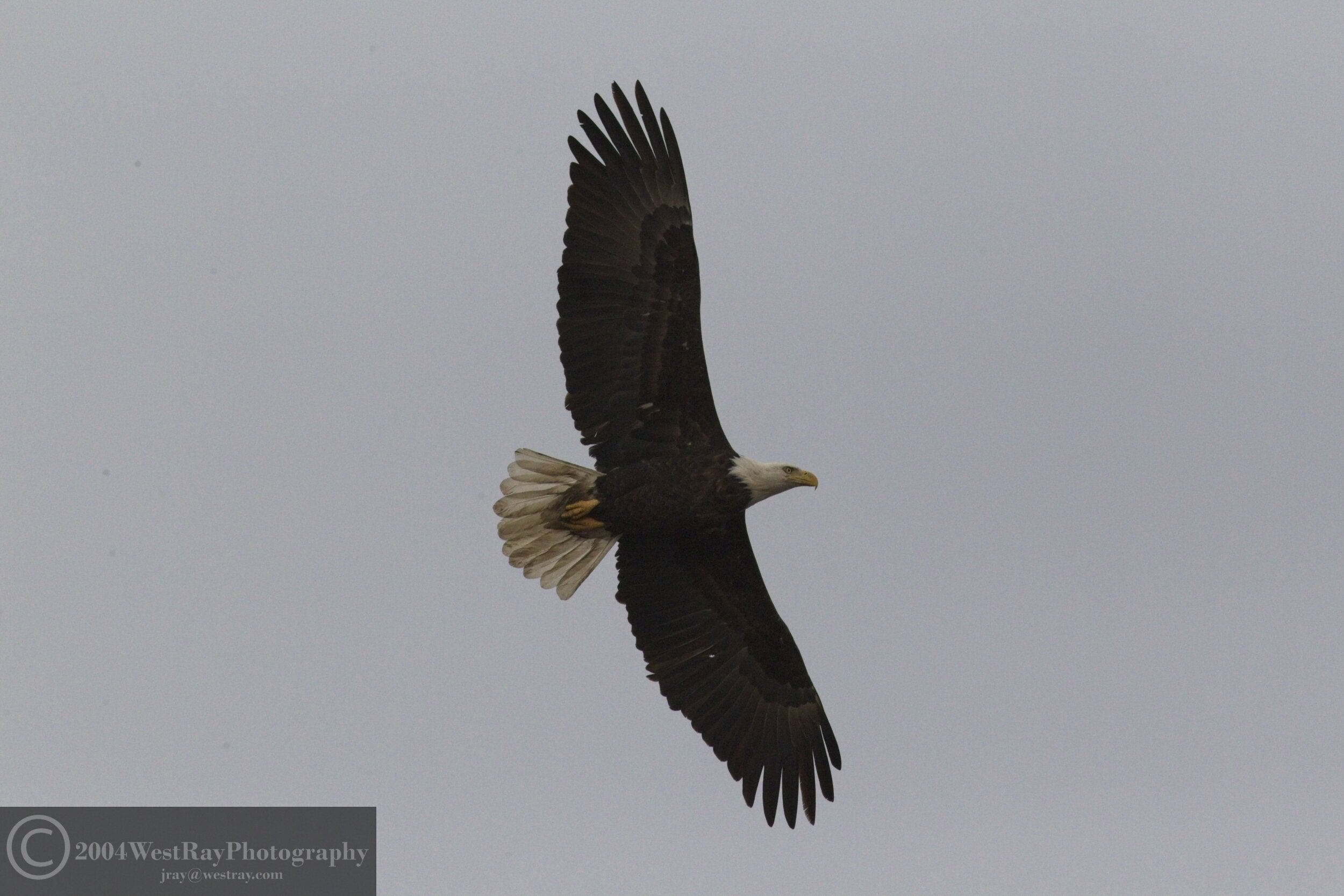 Soaring Eagle