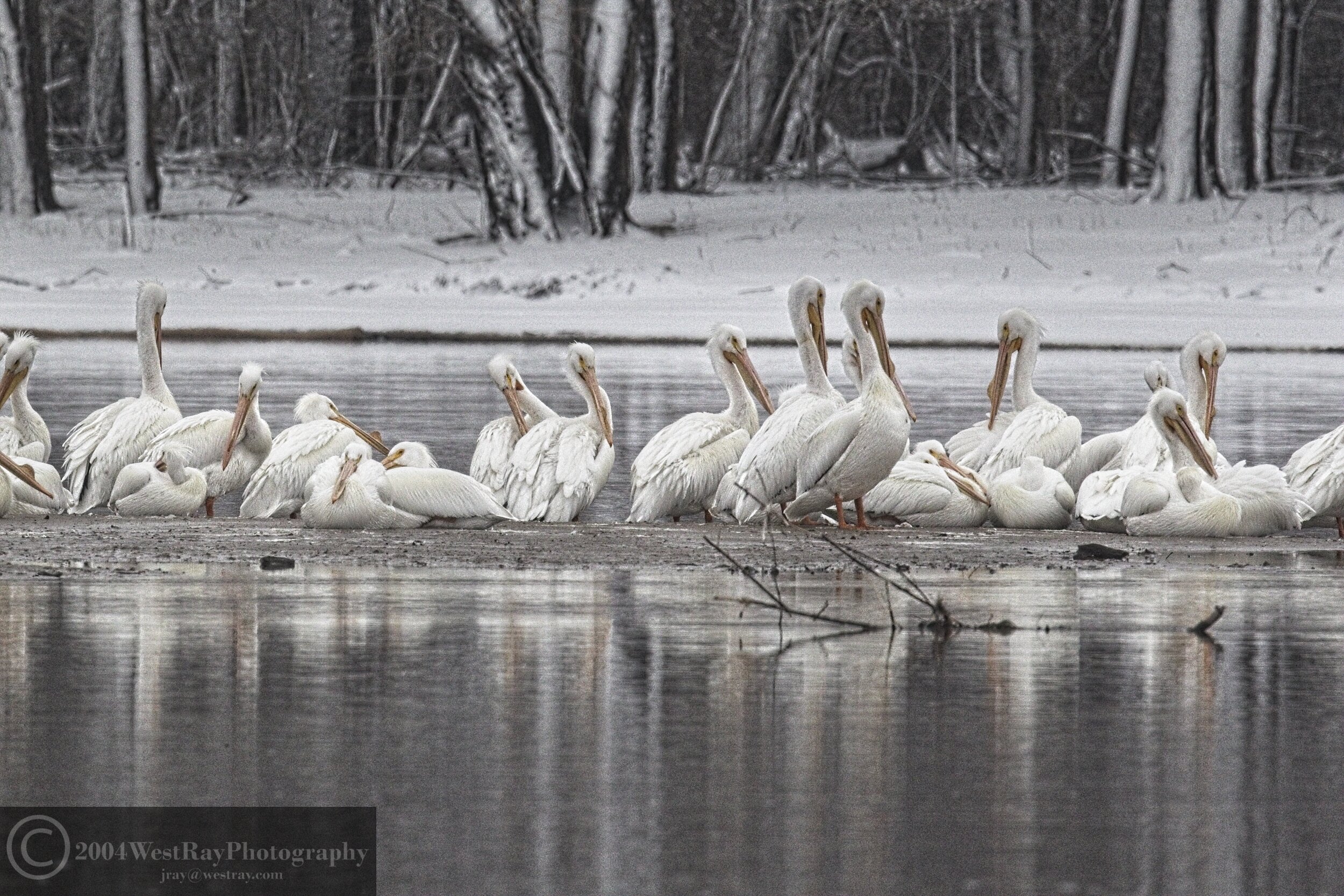 Pelicans