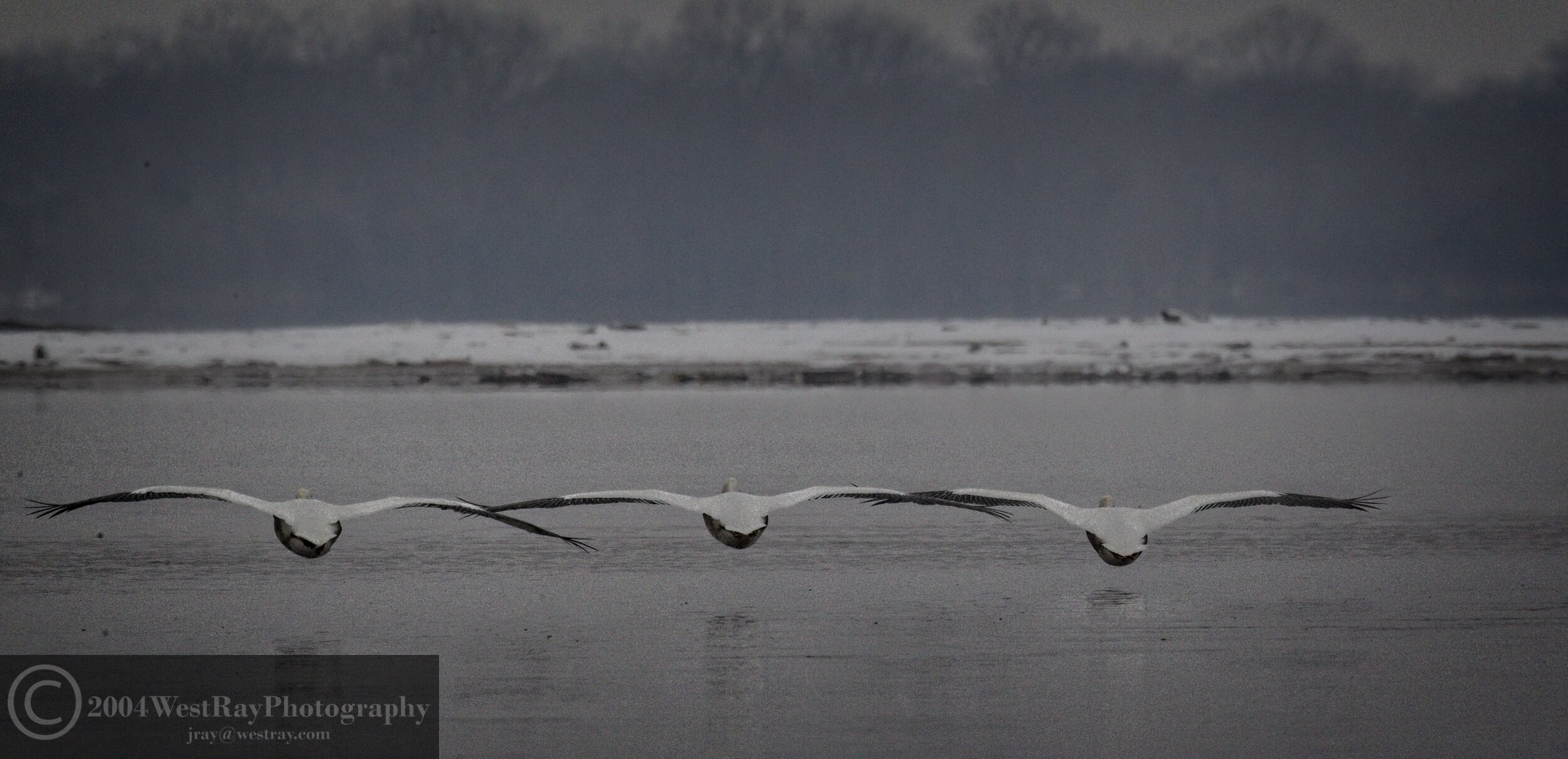 Pelicans Over the River