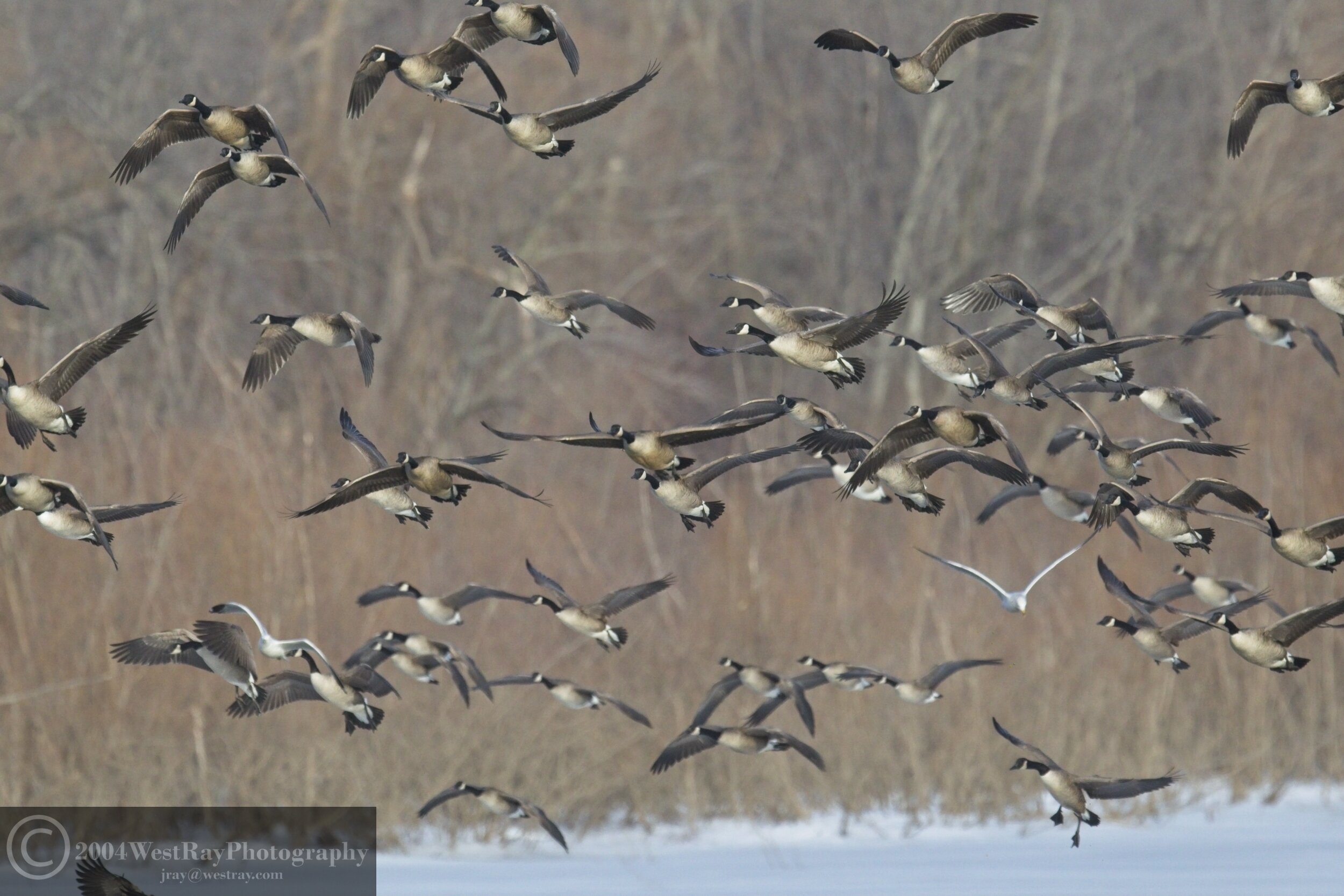 Canadian Geese