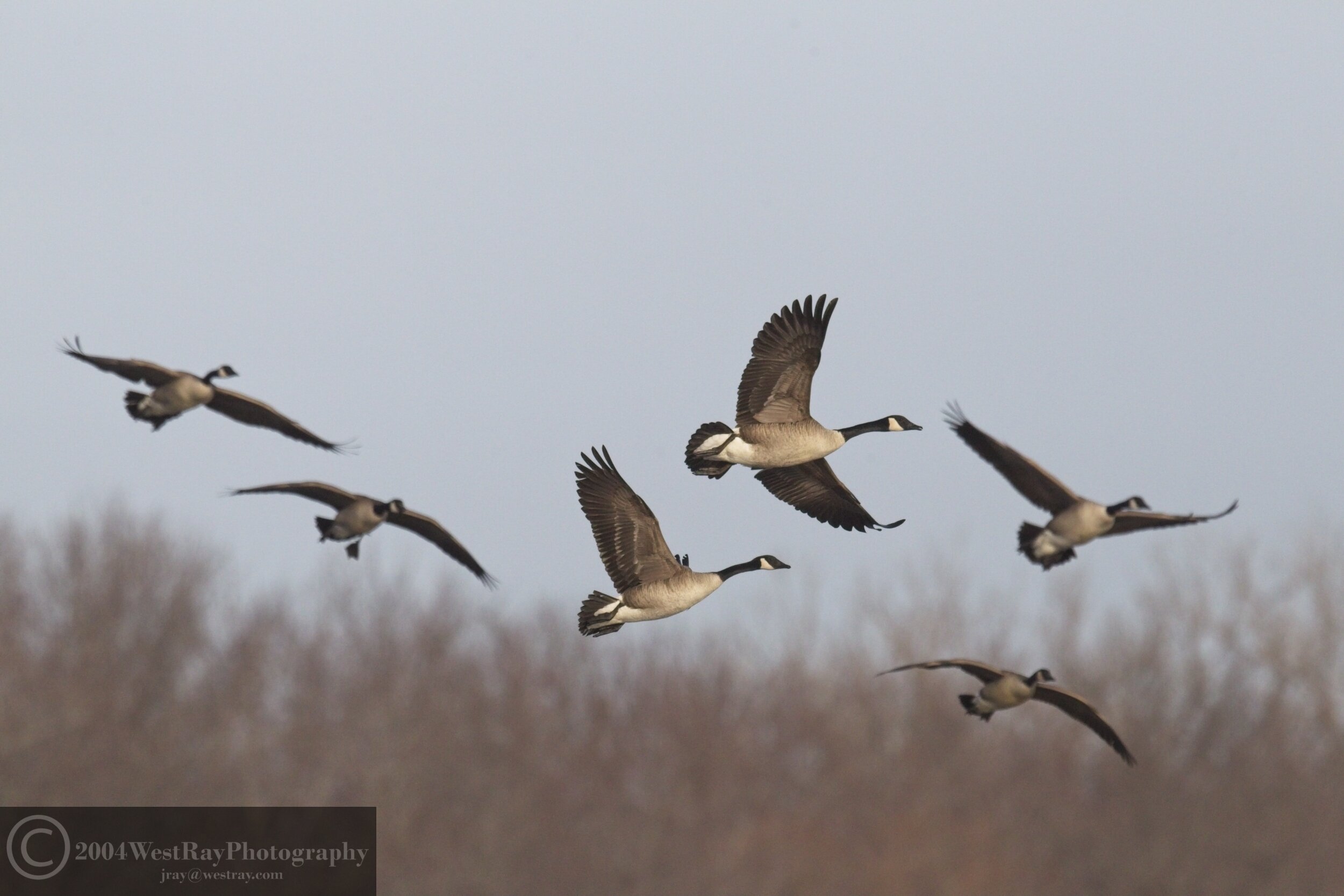 Canadian Geese 2