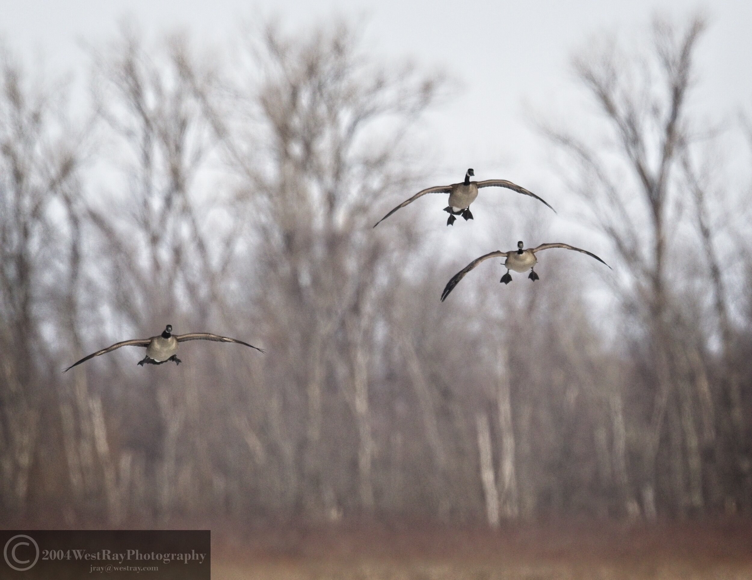 Canadian Geese 3