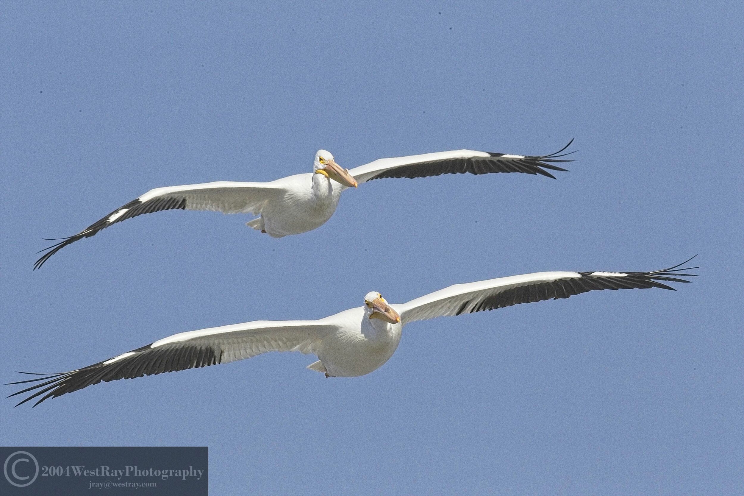 A Pelican Pair