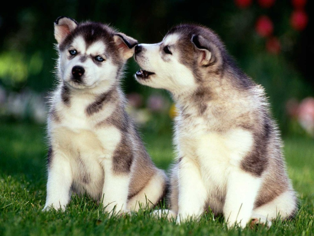 Husky-Puppy-Wallpaper-SDRrH.jpg