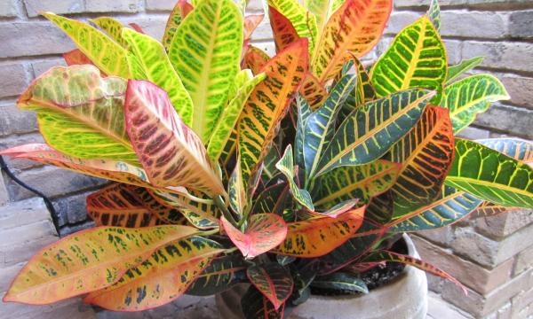 Esta espécie chama a atenção por suas folhas coloridas e grandes. Brilhantes e um pouco retorcidas, elas surgem em tamanhos variados e podem mesclar tons de vermelho, roxo, rosa, branco, amarelo, verde ou laranja, formando lindas combinações. A folhagem exuberante somente será mantida se a planta receber bastante sol direto. Por isso, posicione o vaso próximo a uma janela. Dicas importantes: ela não se adapta a locais com ar condicionado; ao manipular a planta, utilize luvas, pois sua seiva pode provocar irritações na pele.