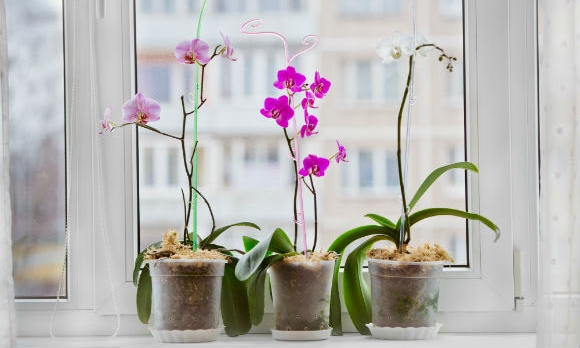 Quem nunca comprou ou ganhou de presente um vaso desta planta? Campeã no uso interno, ela pede poucos cuidados. Uma das espécies mais comuns é a falenópsis, cujas flores arredondadas variam entre o branco, o rosa, o amarelo e a púrpura. Por ser bastante delicada, é melhor escorar sua haste com um tutor. E vale a pena substituir os vasos de plástico pelos de barro, pois são porosos e drenam melhor a água. Deve ser cultivada à meia-sombra, recebendo iluminação indireta. Preste atenção na coloração da folhagem: se estiver escura, mude a orquídea de local