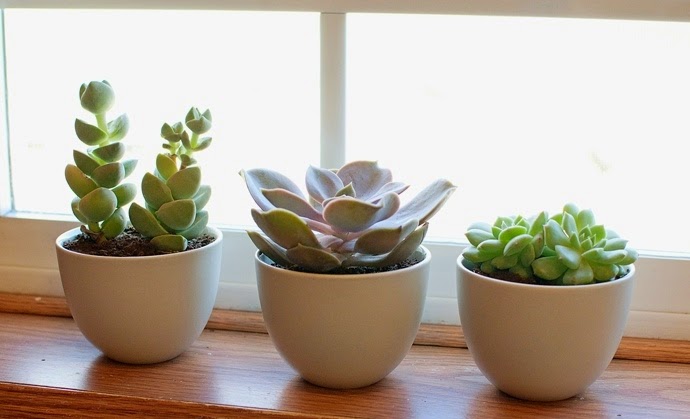 São plantas que apresentam raiz, talo ou folhas engrossadas, característica que permite o armazenamento de água durante períodos prolongados. Bastante fáceis de cuidar, elas costumam “avisar” do que precisam, basta prestar atenção aos detalhes. Se as folhas começarem a murchar, aumente gradativamente a quantidade de água; se as folhas da base começarem a apodrecer, diminua. Se ela ficar fina e perder muitas folhas, não está recebendo a quantidade necessária de luz. O ideal é proporcionar pelo menos quatro horas diárias de sol para que elas sobrevivam com saúde.