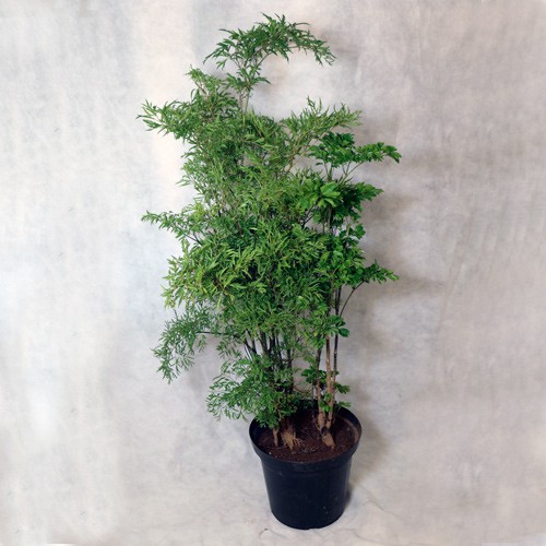 Acredita-se que a presença dela na casa traz harmonia e sorte, mas para isso é preciso ganhar um exemplar de presente. Há quem acredite também que as boas energias são garantidas somente quando plantadas no mesmo vaso as duas variedades: a macho e a fêmea. Apresenta folhas pequenas, delicadas e de cor verde-escura. Para mantê-las bem escoradas, utilize tutores de madeira. Aceita sol pleno, meia-sombra ou luz difusa, mas ficará mais viçosa e cheia em áreas bem iluminadas. Atenção: ela não tolera fumaça de cigarros, ar condicionado ou vento em excesso.