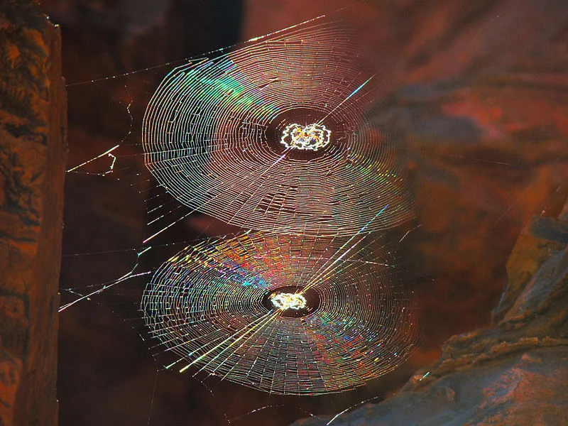 800px-Spiral_Orb_Webs.jpg