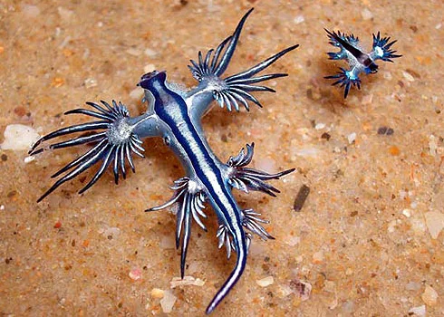 blue_sea_slug.jpg