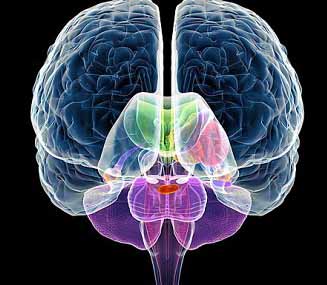 beingFaithful.org_brain_hemispheres.jpeg