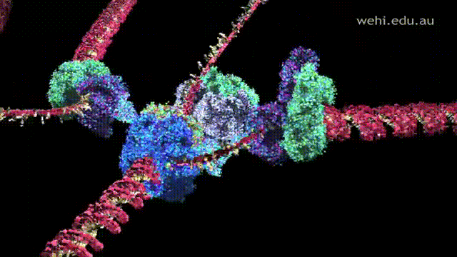 molecularAssemblyLive.gif
