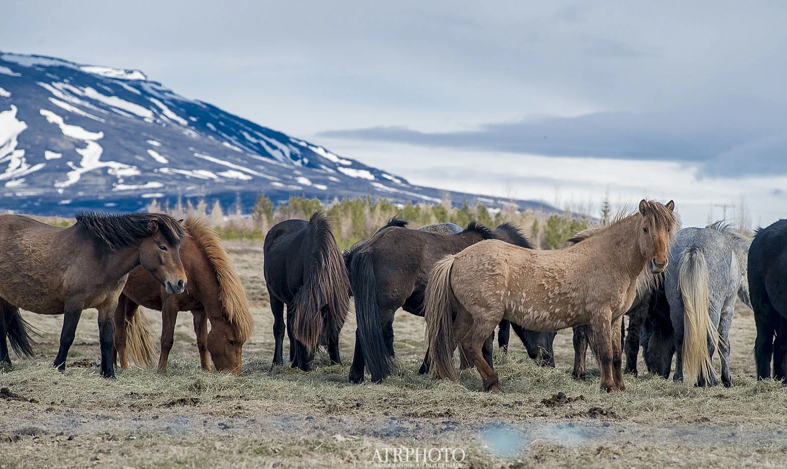 Icelandic Horses; They can be seen driving any length of Rt. 1.