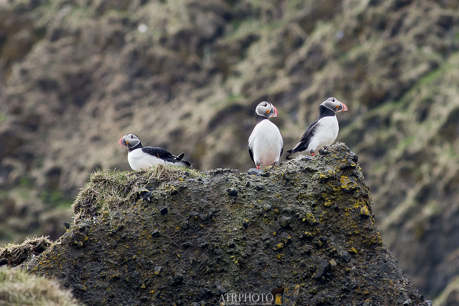 Puffins.