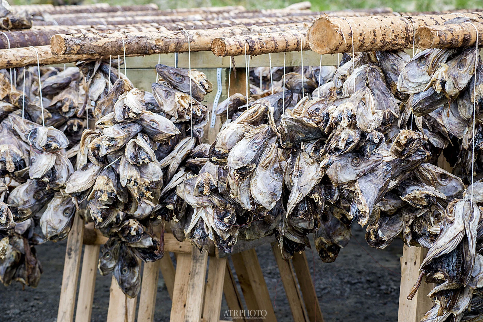 Stockfish are left out to dry in the arctic winds and sea air for 2-3 months to preserve them. The heads and bodies are dried separately. Stockfish are Norway's longest standing export commodity.