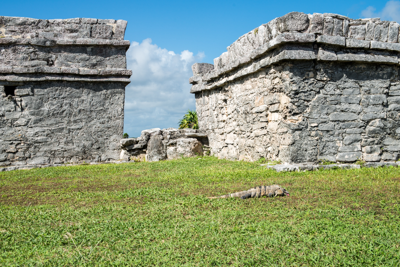 Pyramid Castillo's sea facing walls, +iguana