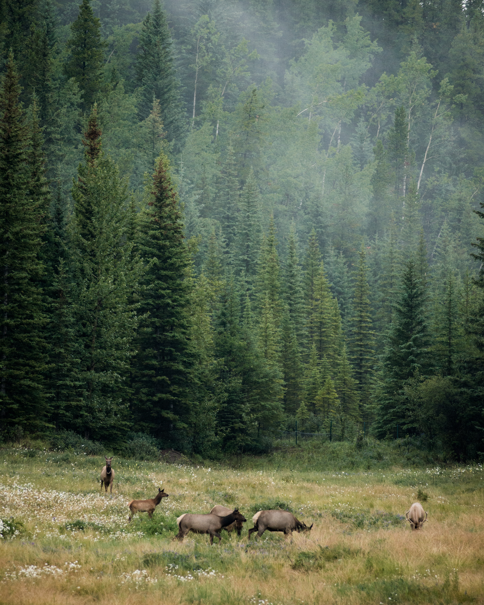Elk in the forest