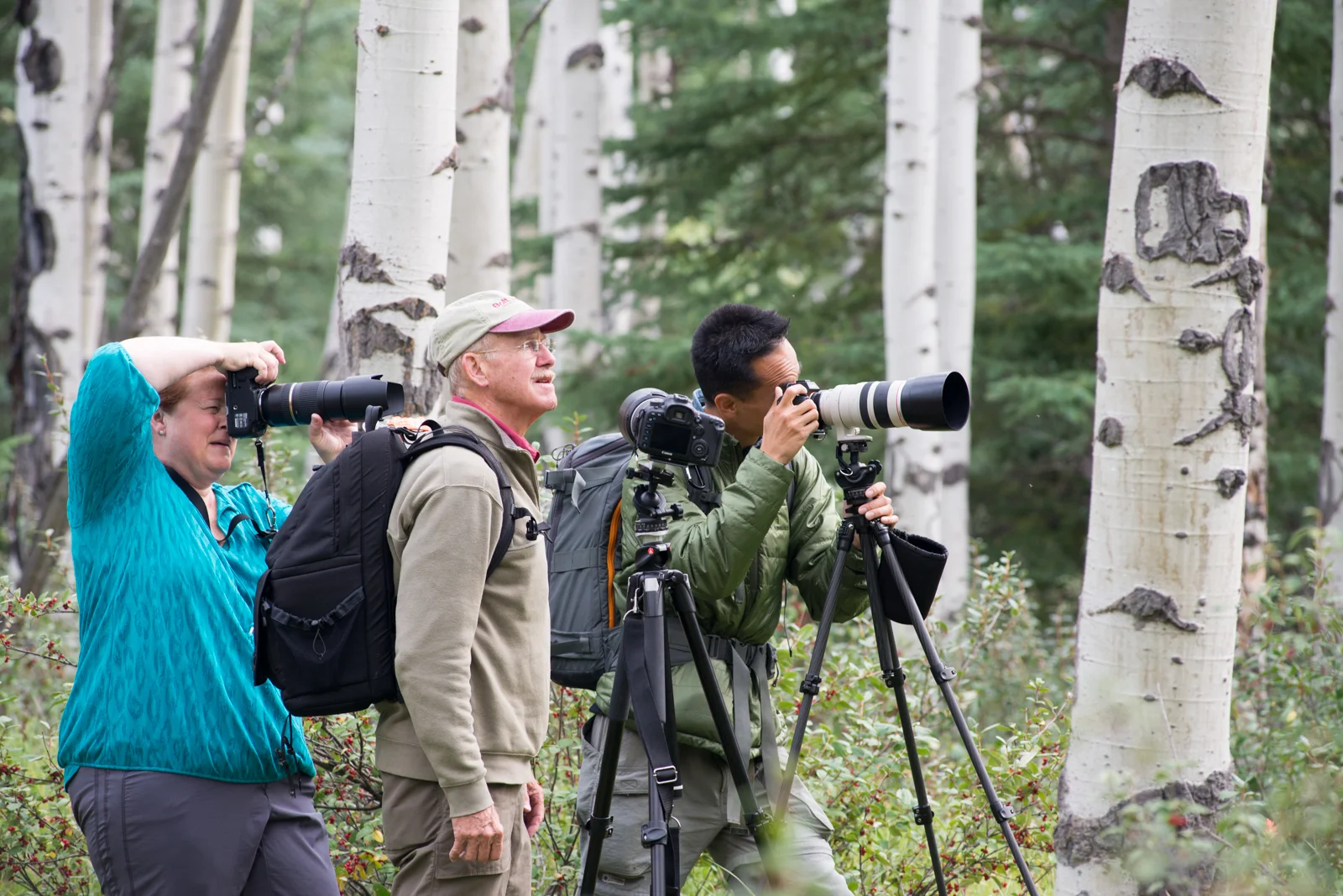 Shooting the Aspen Groves