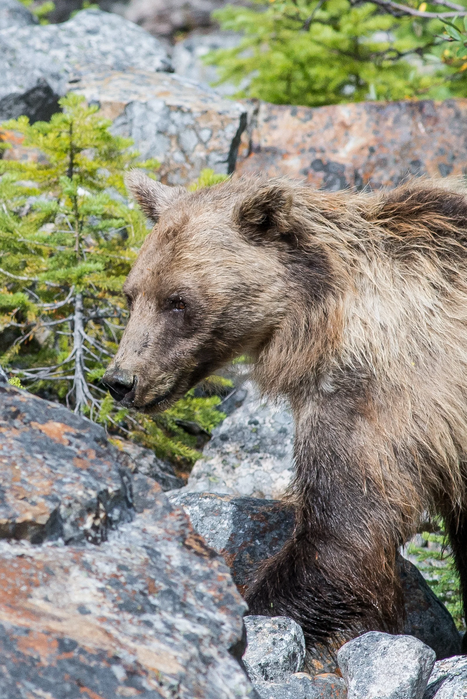 Grizzly Bear at Mount Edith Cavell