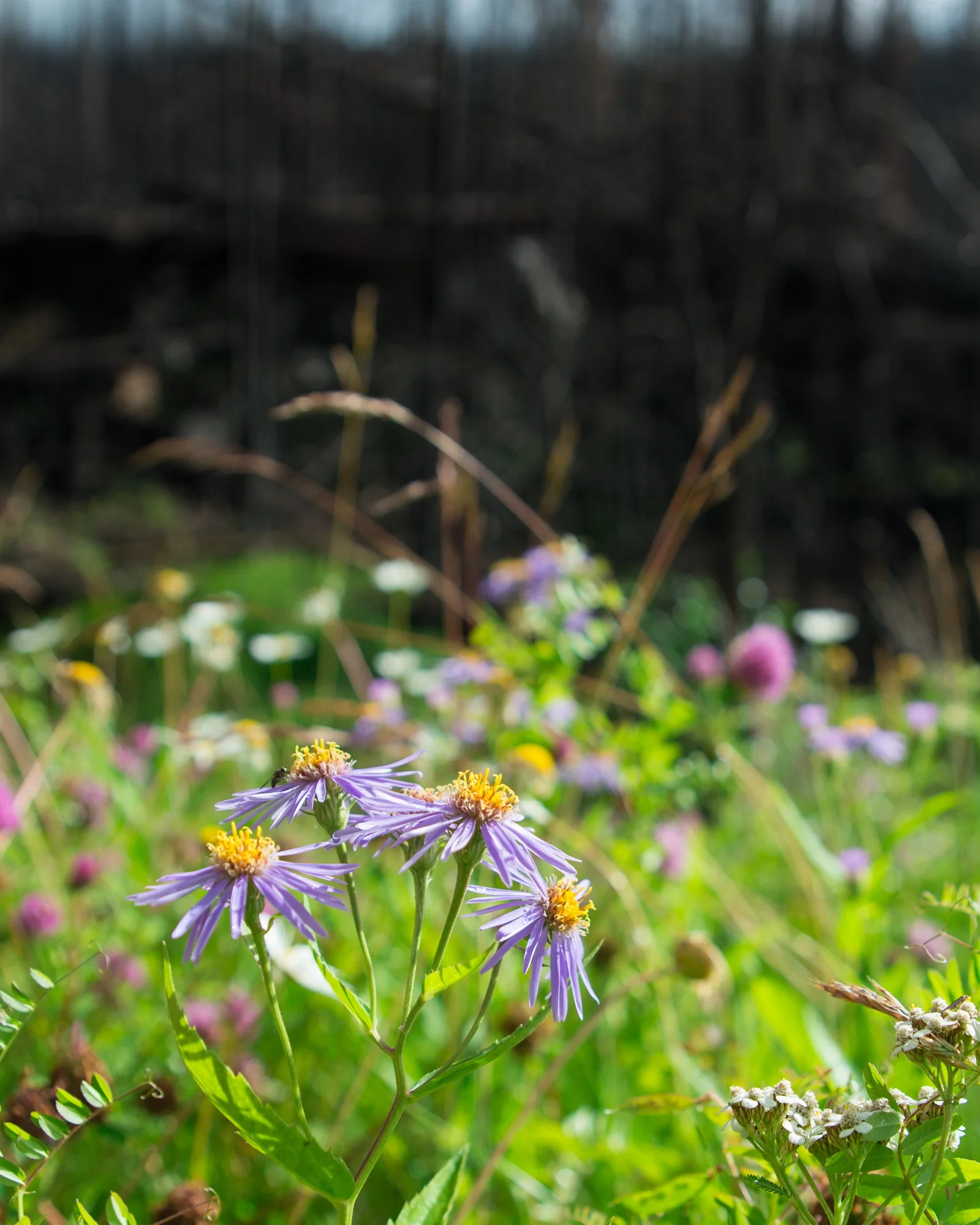 Wildflowers & Wildfires
