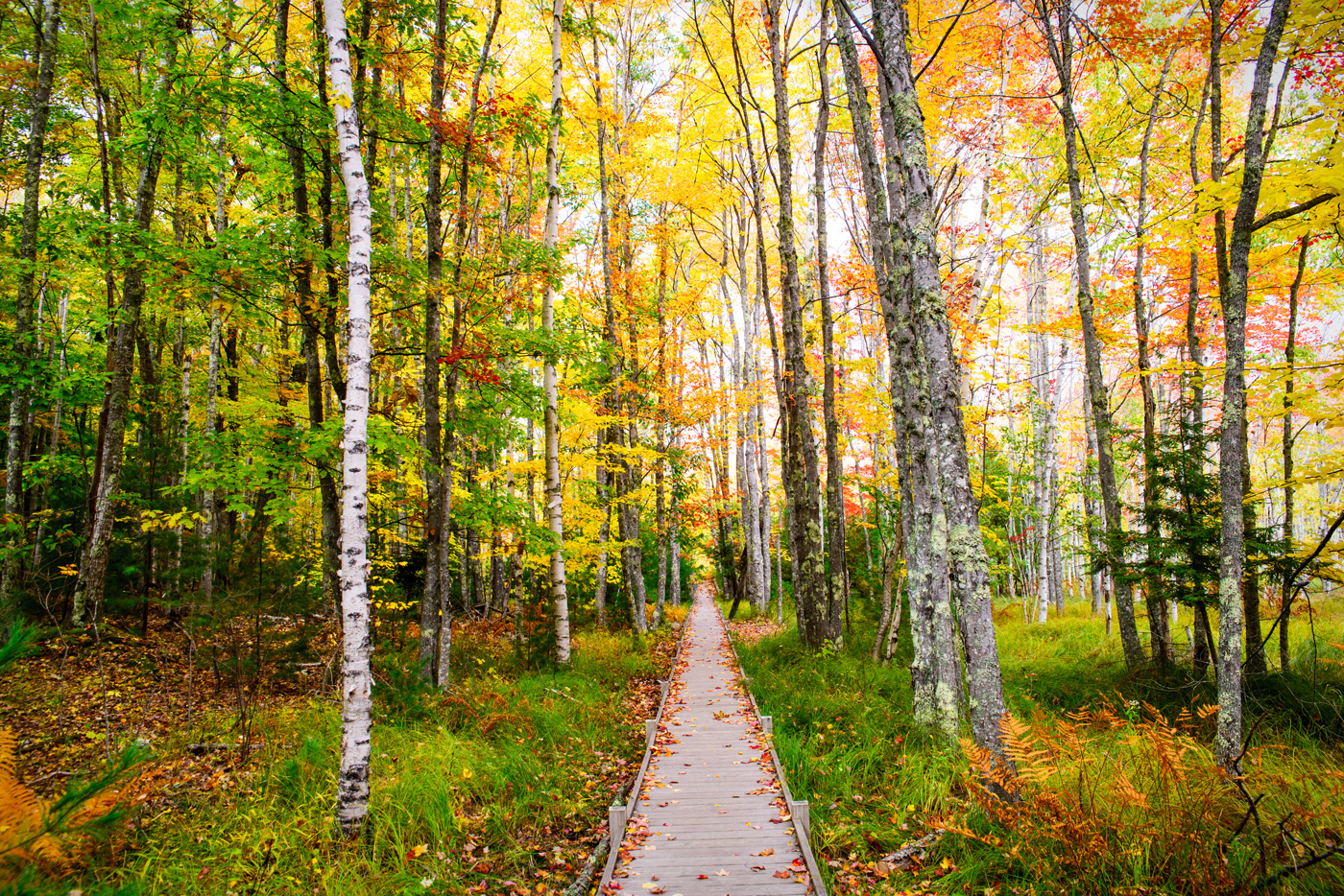 Jesup Path