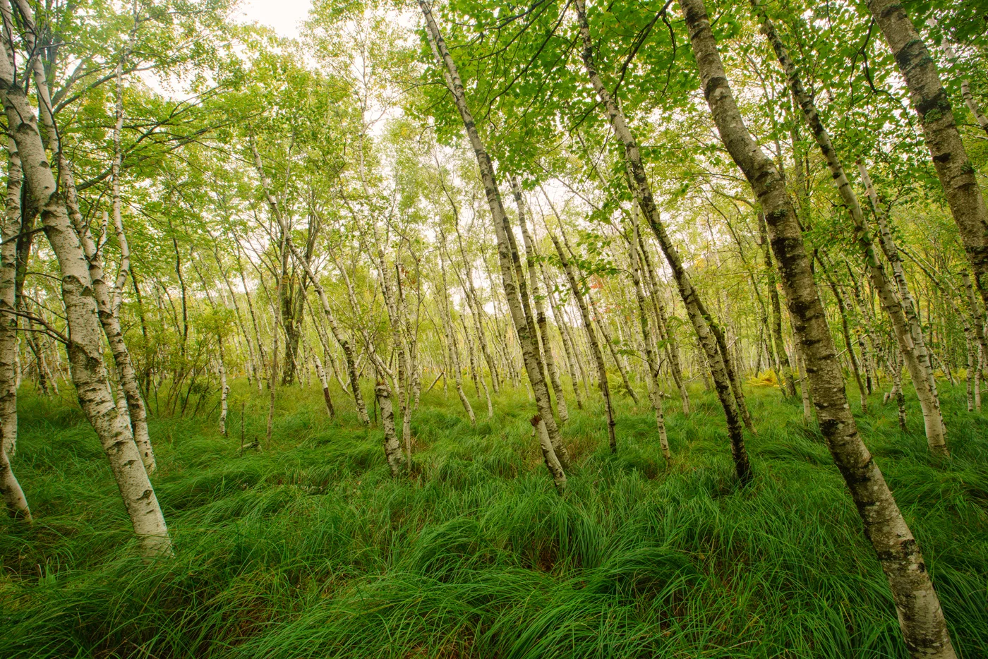 Paul's Birch Grove