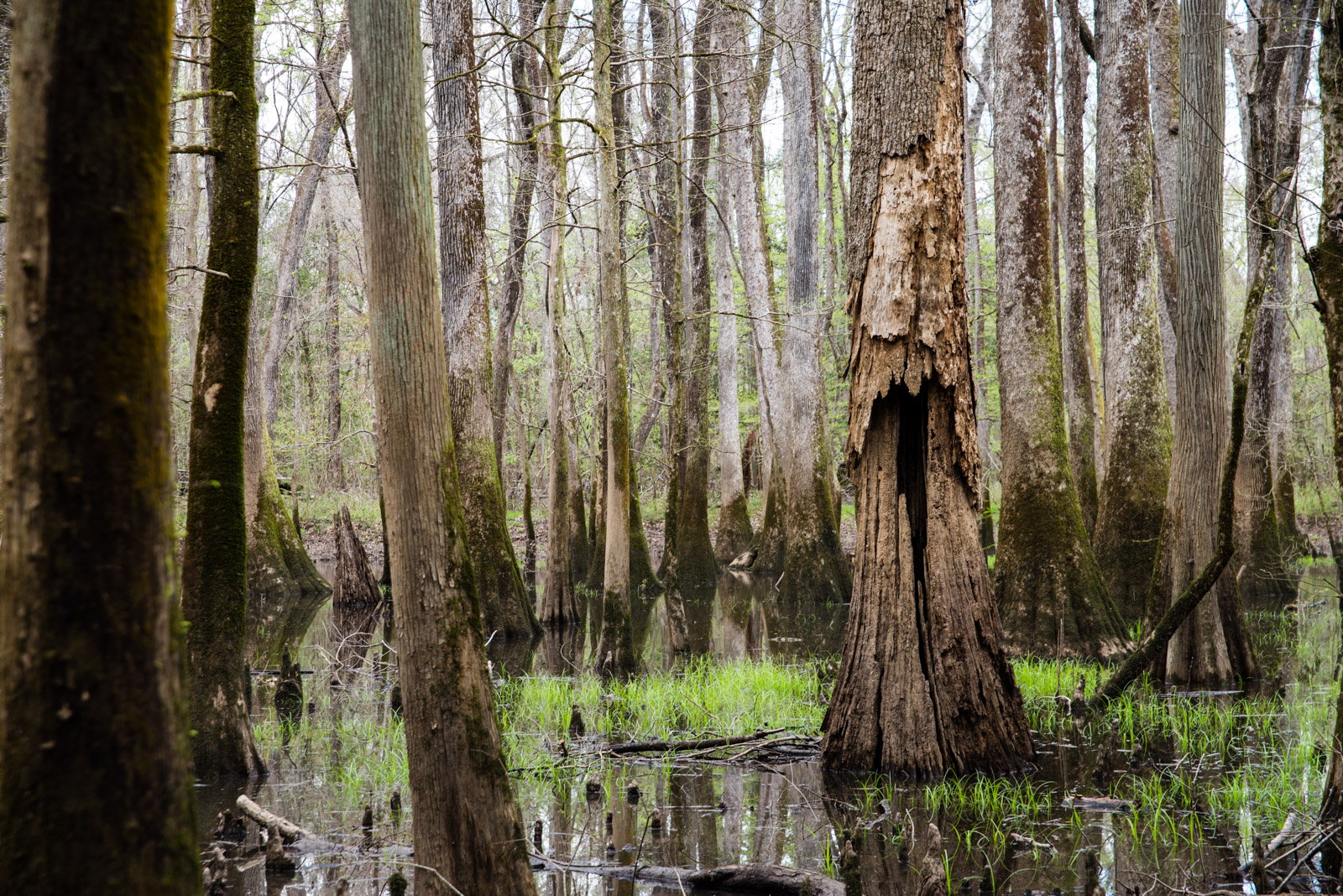 Congaree
