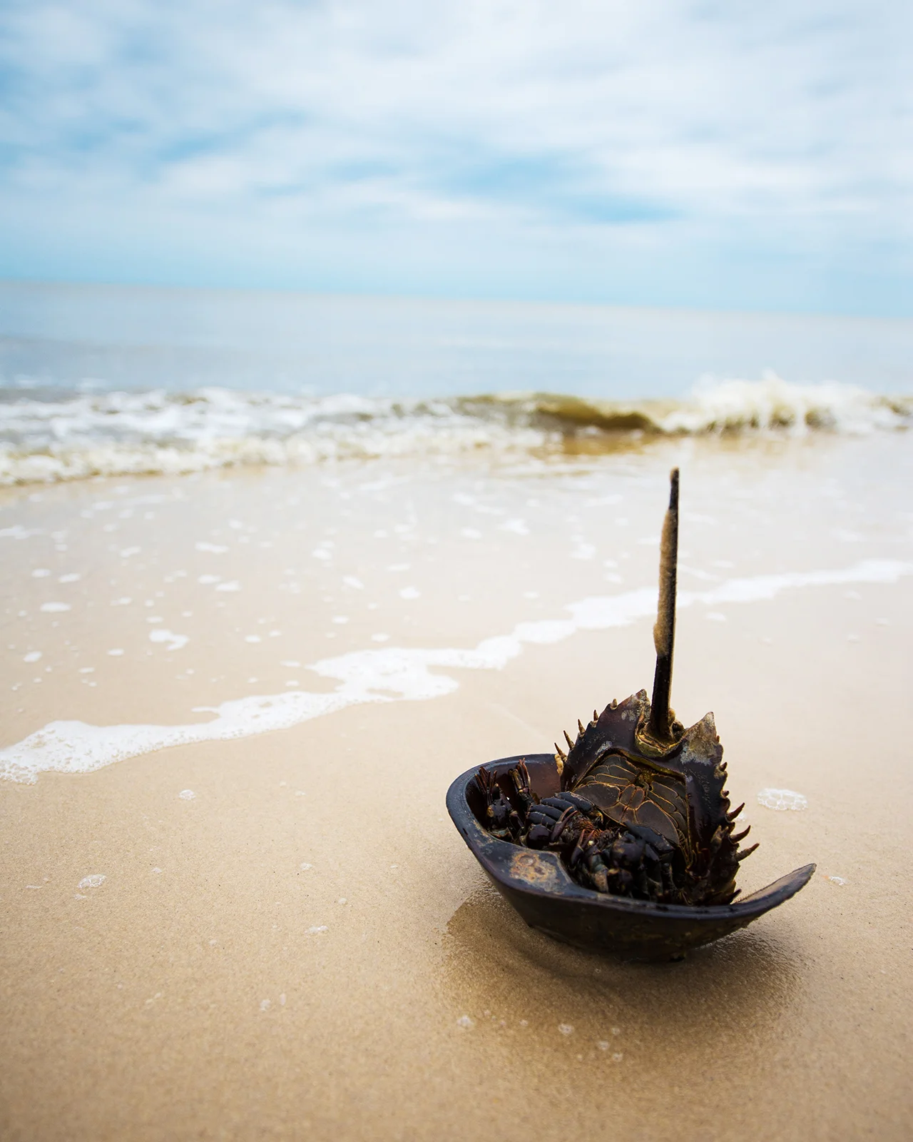 Stranded crab. We made sure to save the ones we could!