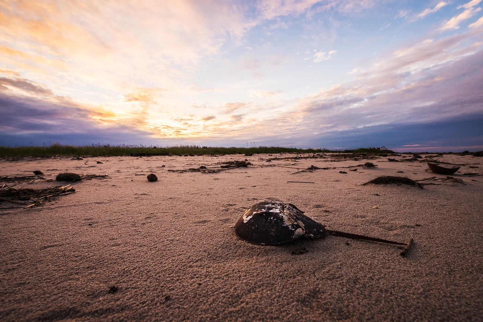 Horseshoe crab at sunset