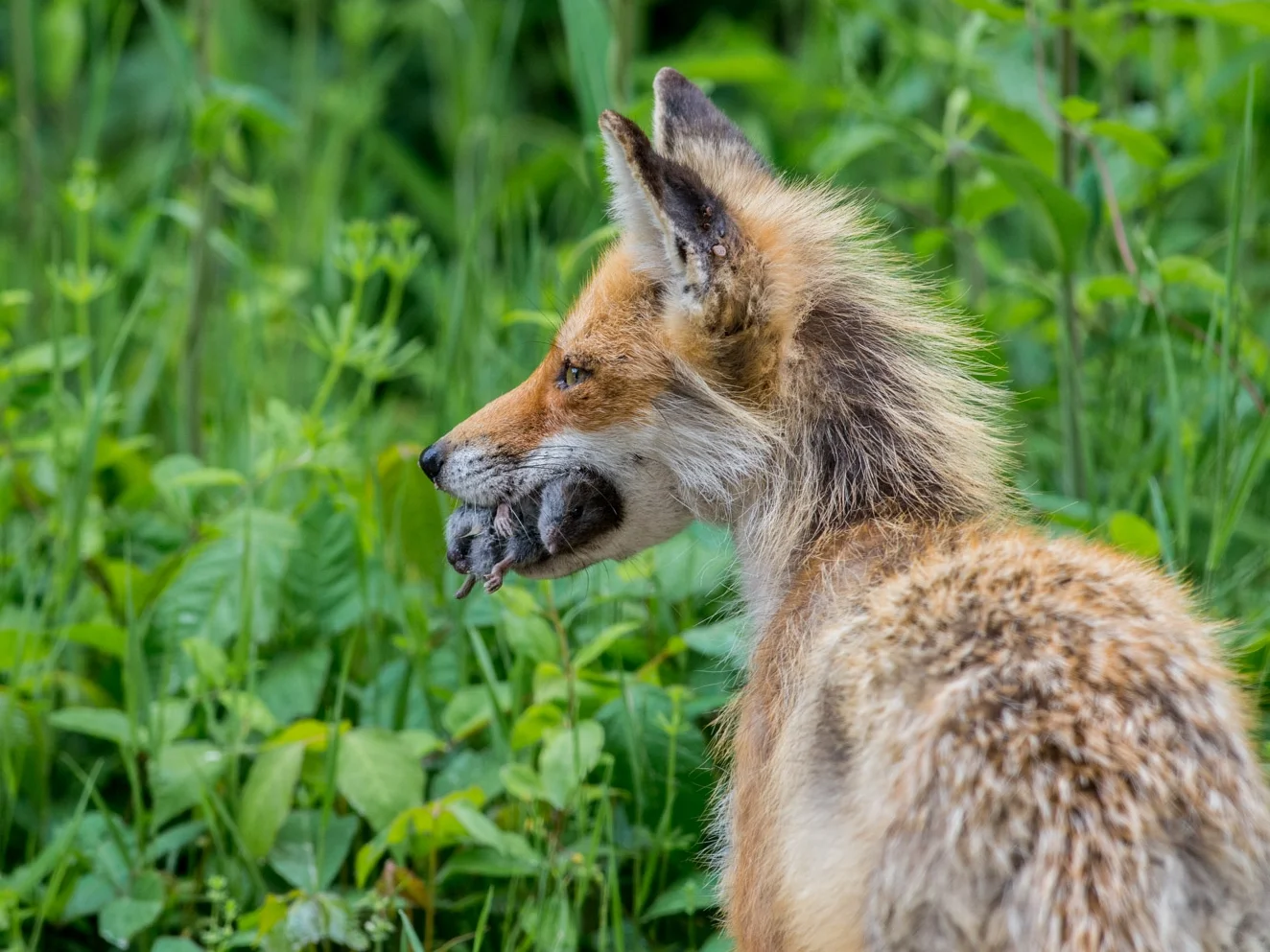 Red Fox