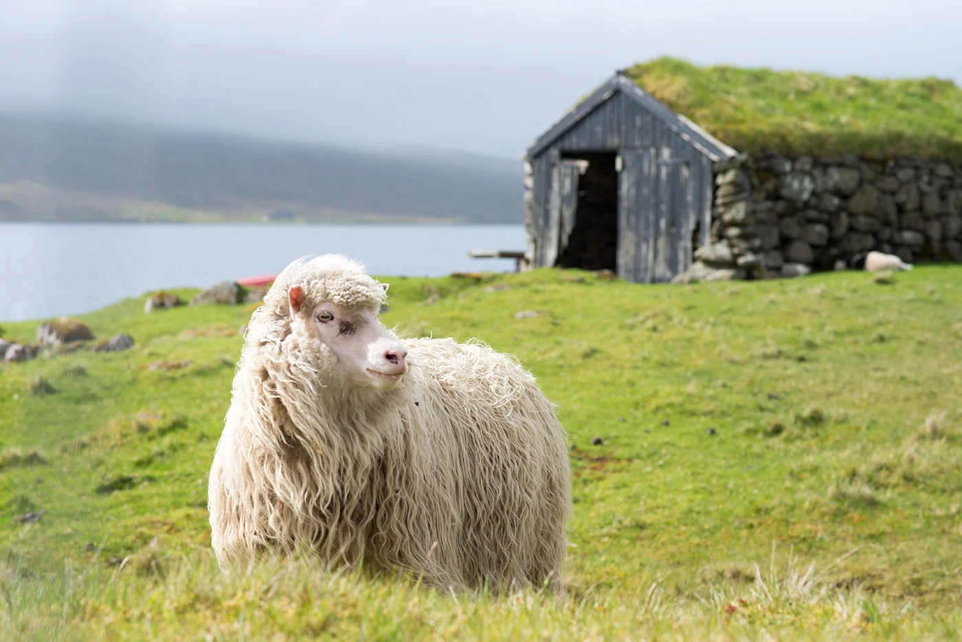 Sheep & Turf Shack