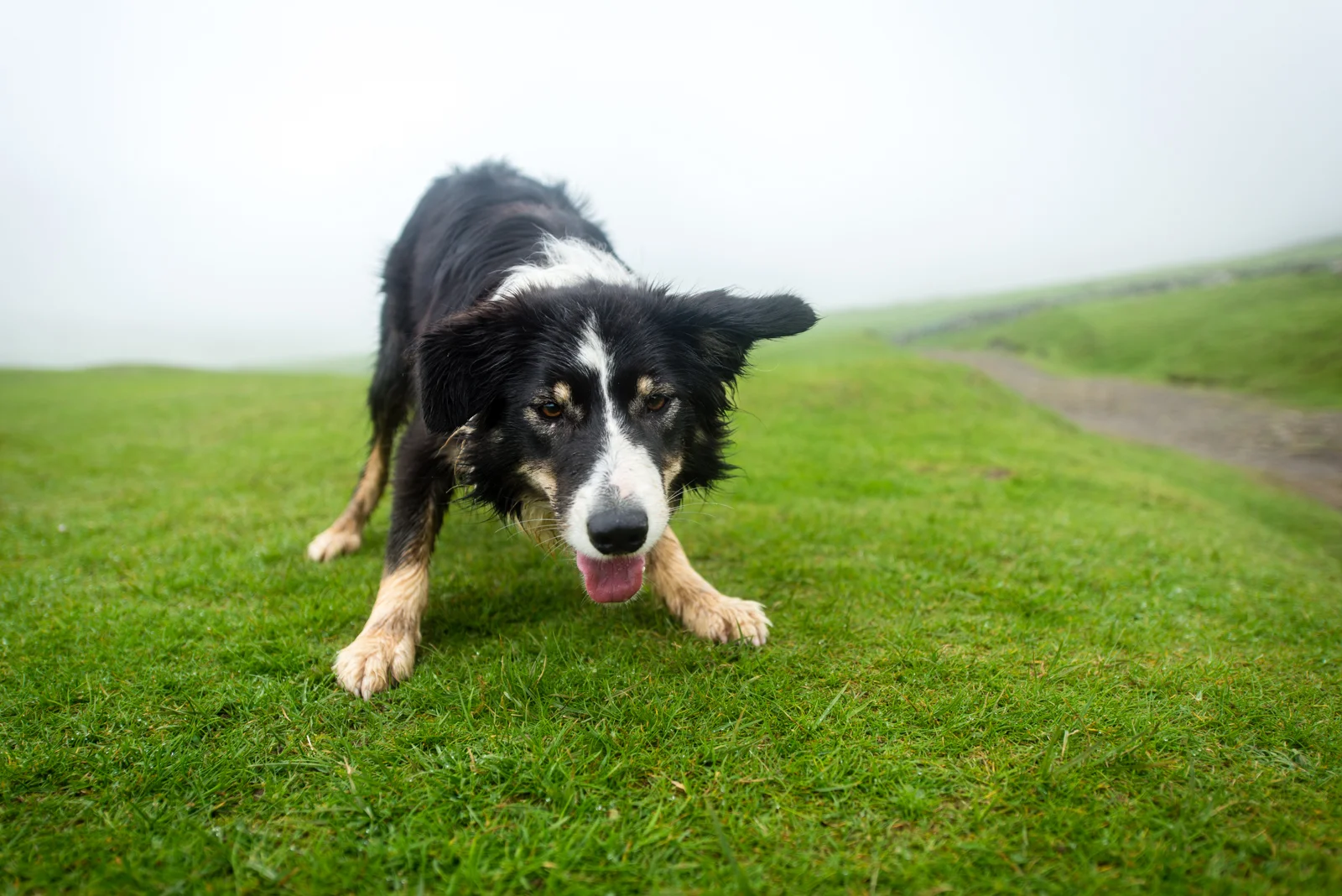 The dogs were always so playful!